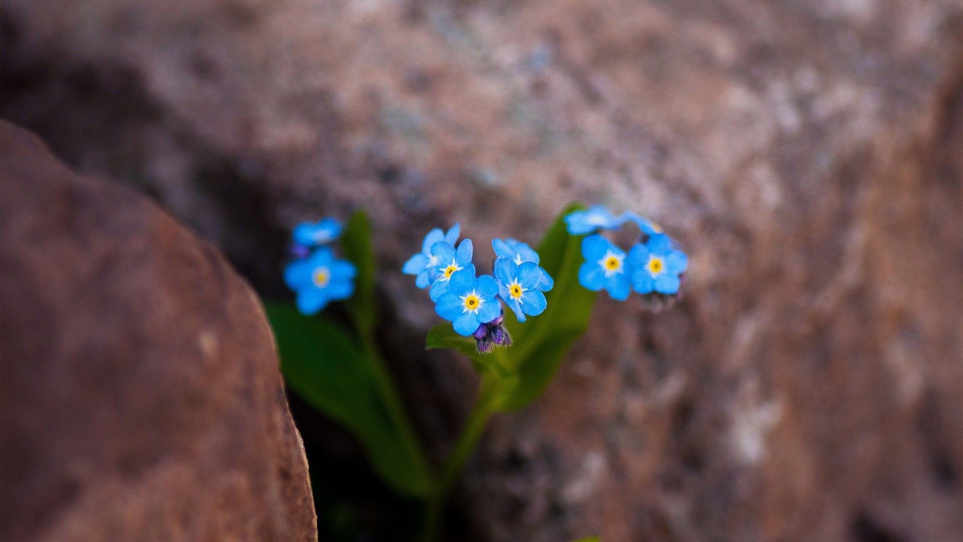 小清新,唯美,干枯,生命,坚强,顽强