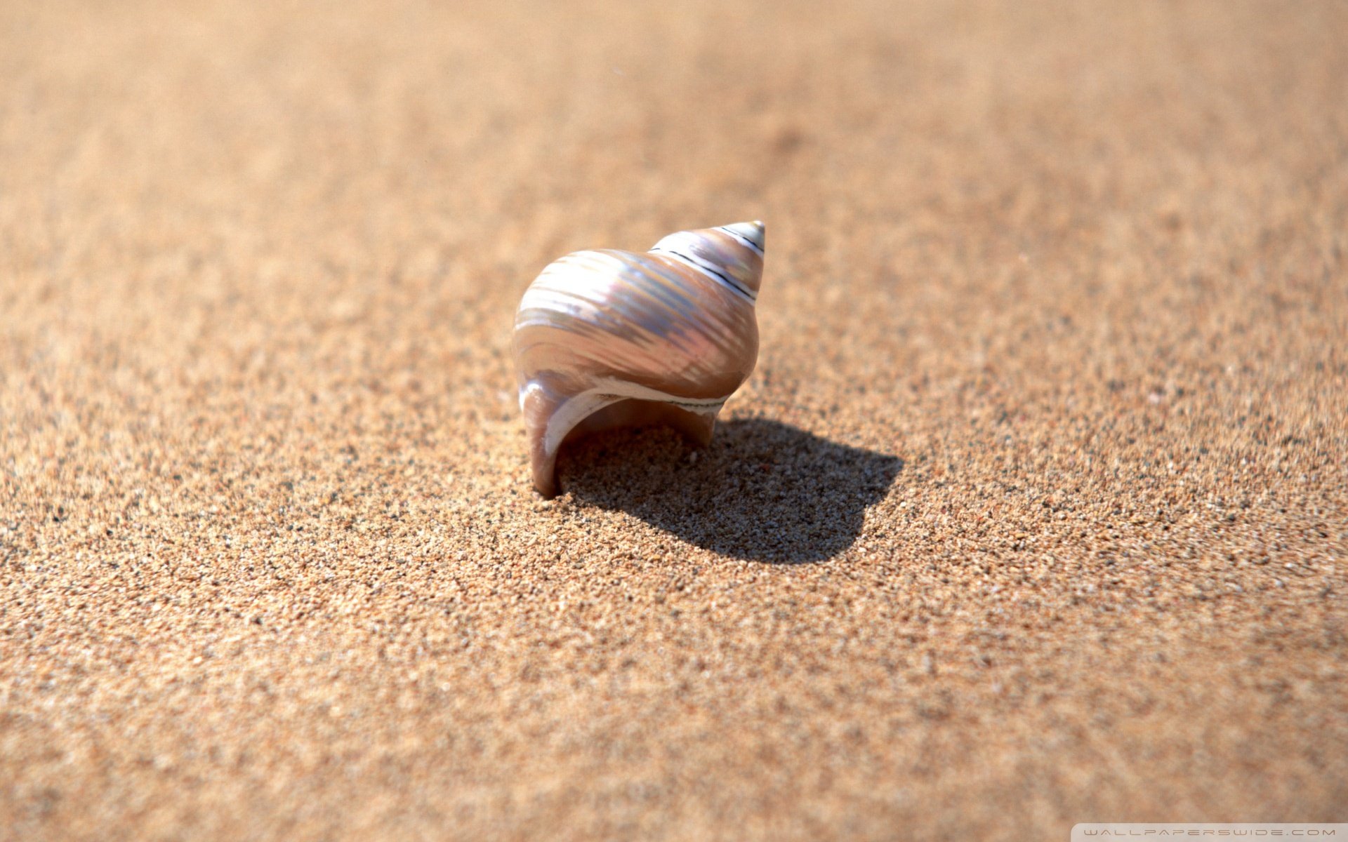 小清新,唯美,静物写真,物语,大海,海边,海螺,沙滩,贝壳
