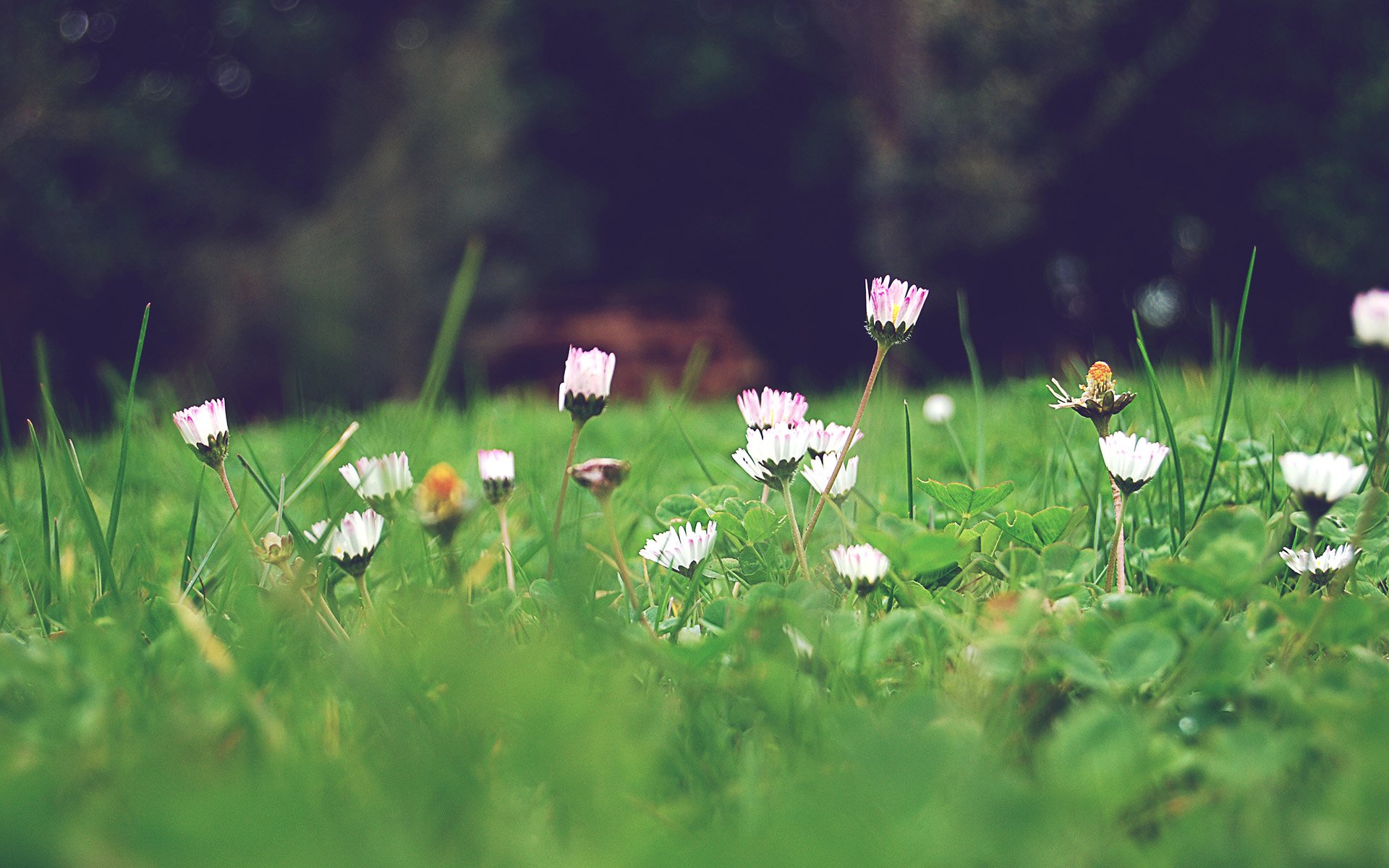 小清新,唯美,温馨,安静,绿色养眼,植物