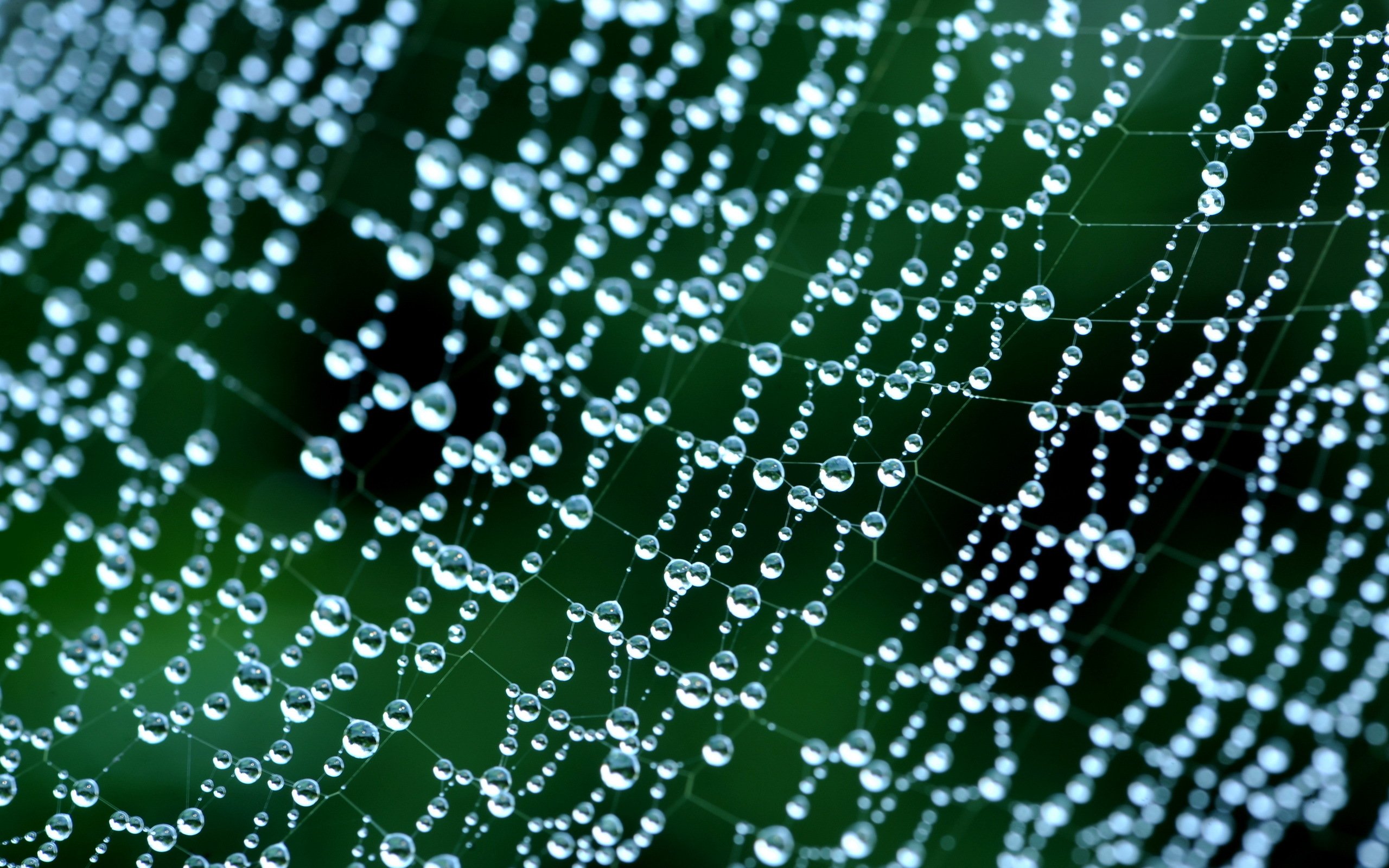 风景,自然风光,夏季,蛛丝,网,蛛网