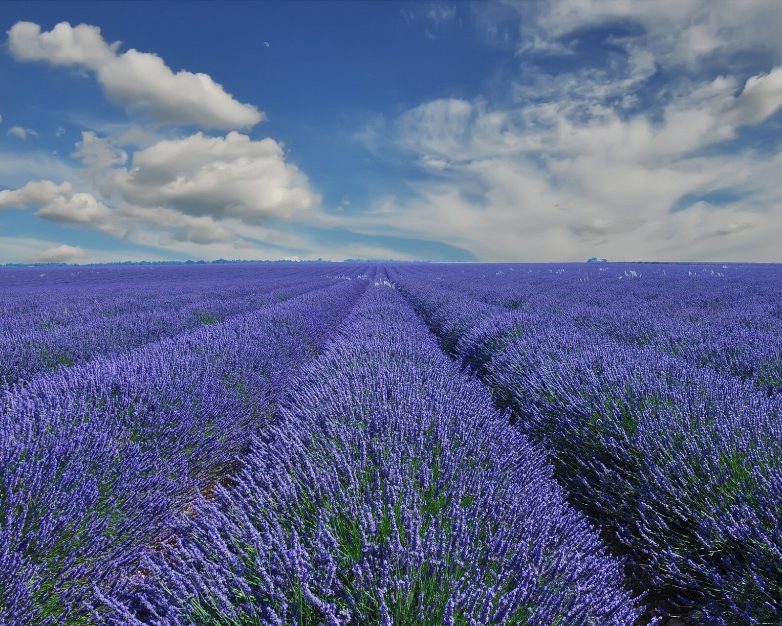 小清新,唯美,薰衣草,风景,植物,等待爱情,紫色