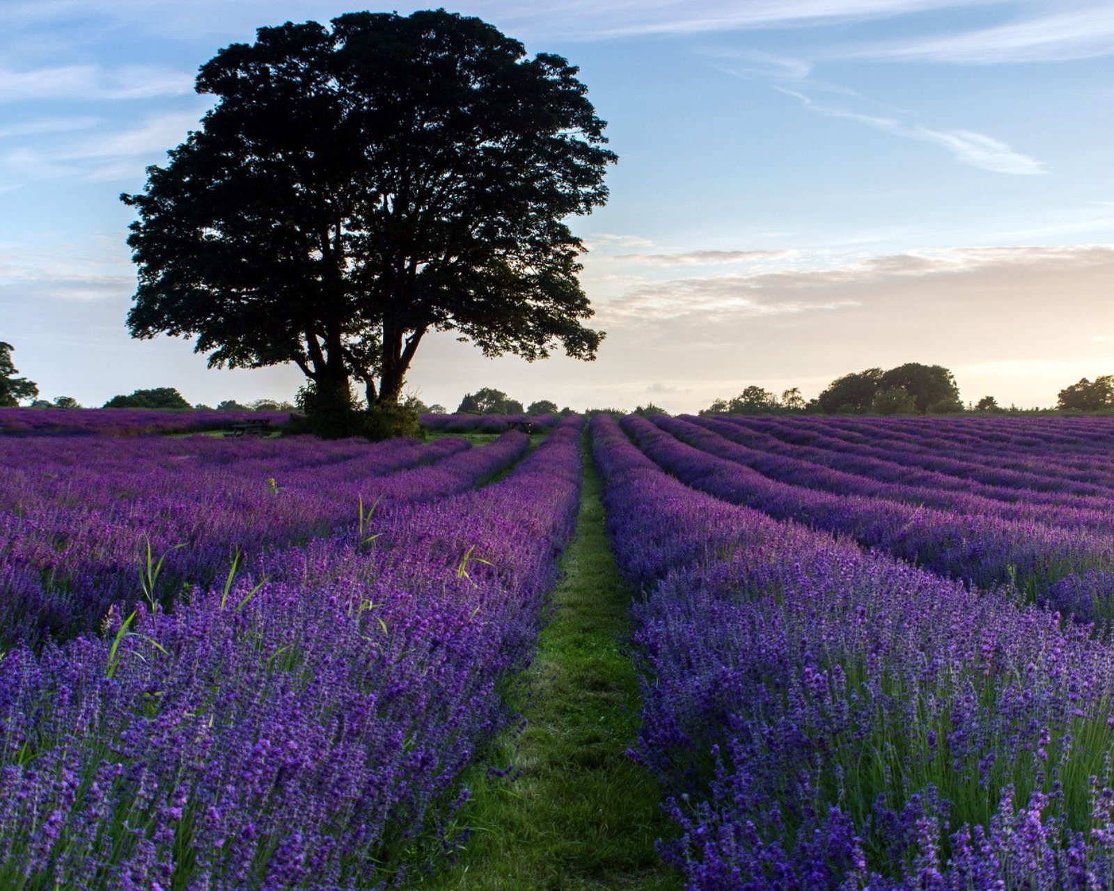小清新,唯美,薰衣草,风景,植物,等待爱情,紫色