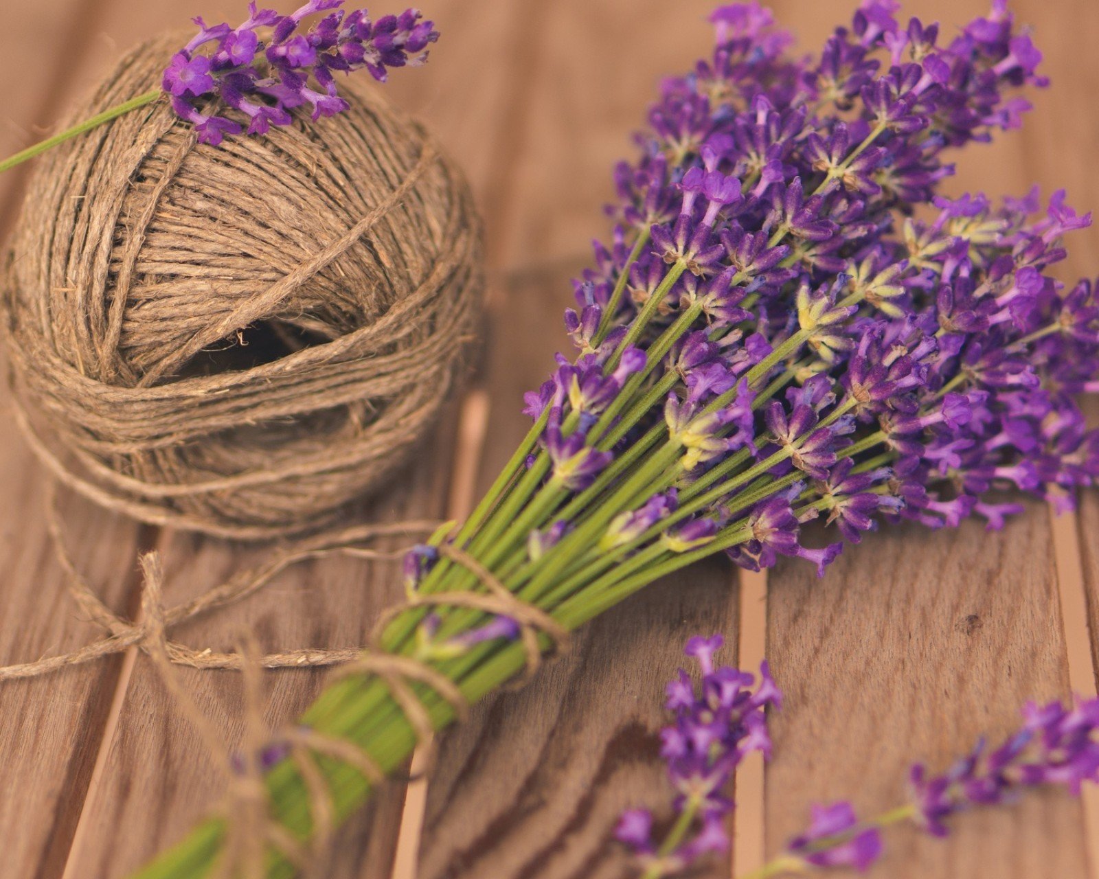 小清新,唯美,薰衣草,风景,植物,等待爱情,紫色