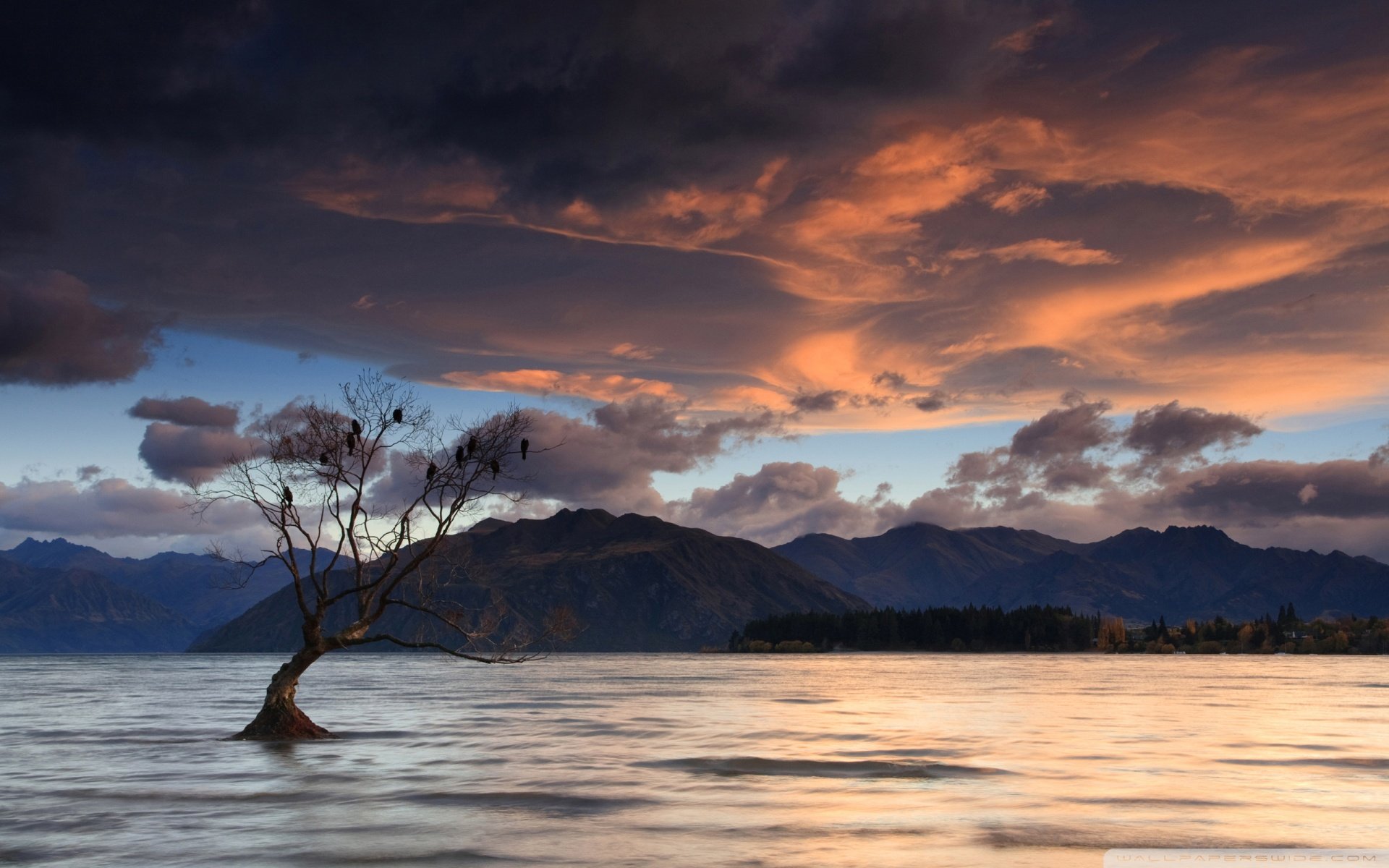 小清新,唯美,干枯,生命,坚强,顽强