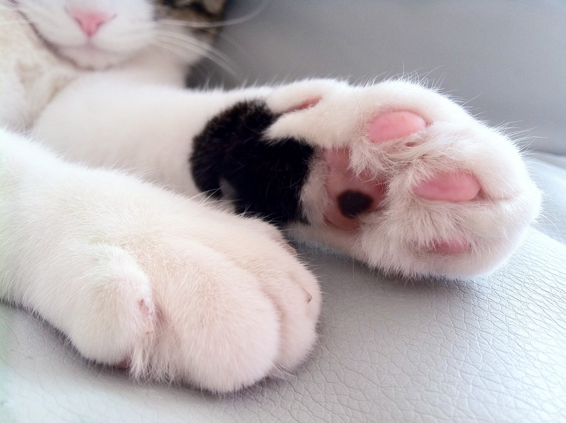 动物,萌宠,喵星人,猫咪,猫爪