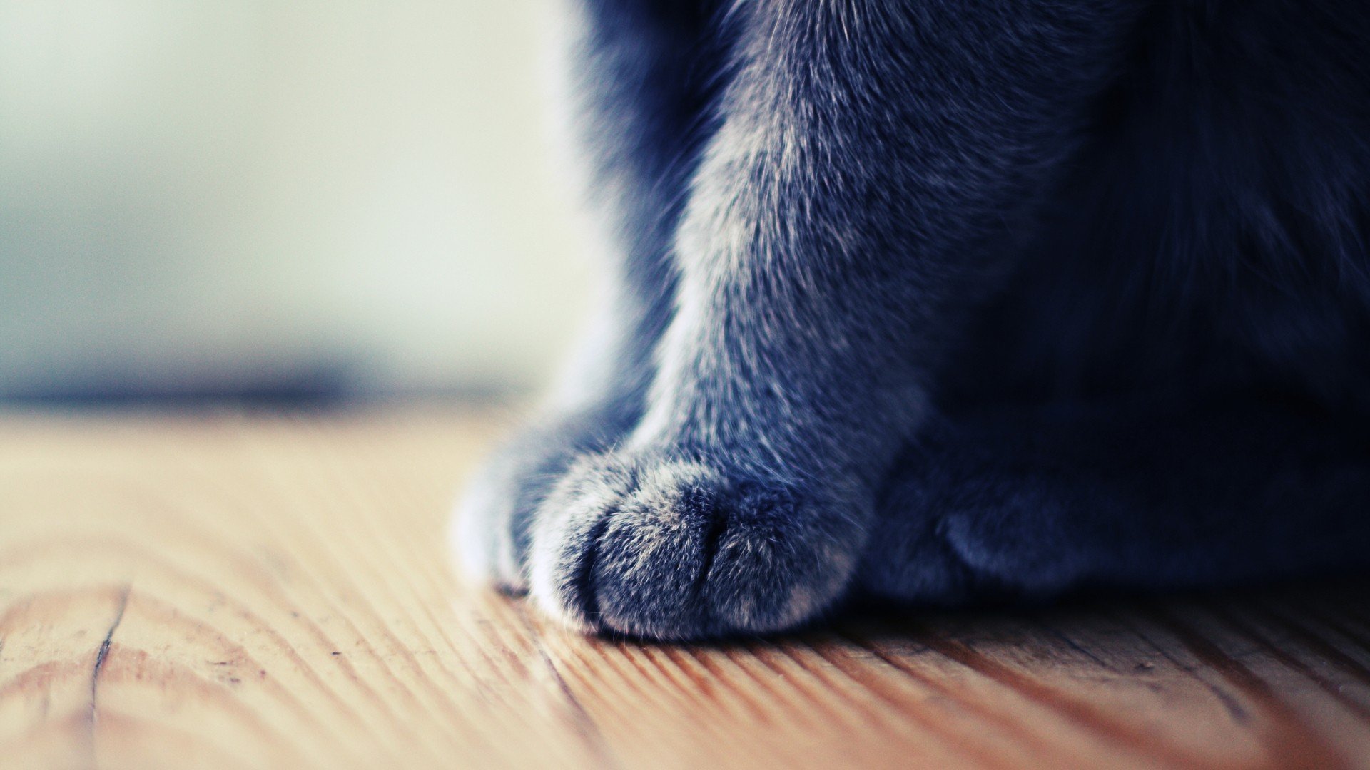 动物,萌宠,喵星人,猫咪,猫爪