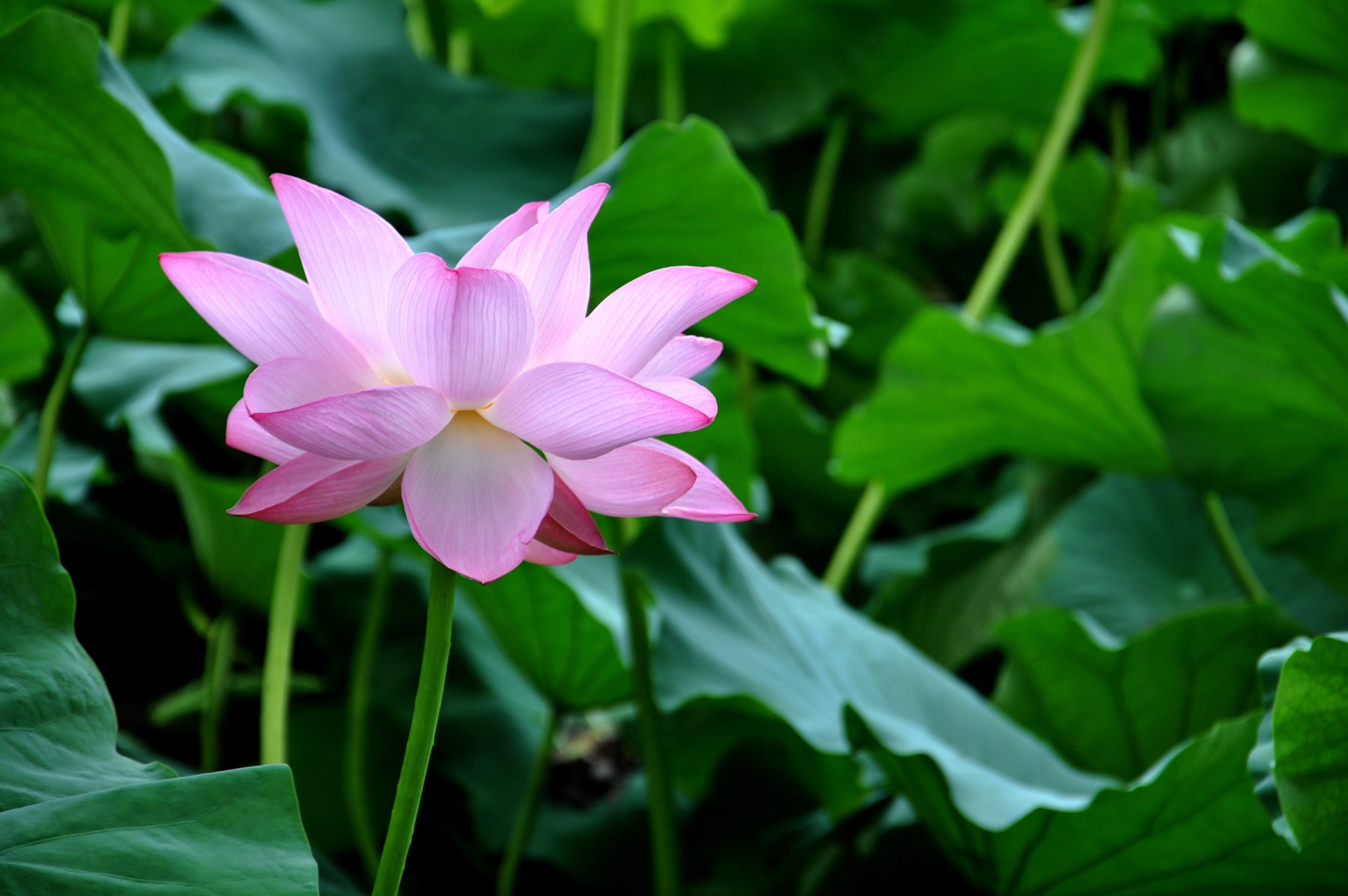 风景,自然风光,荷花,莲花