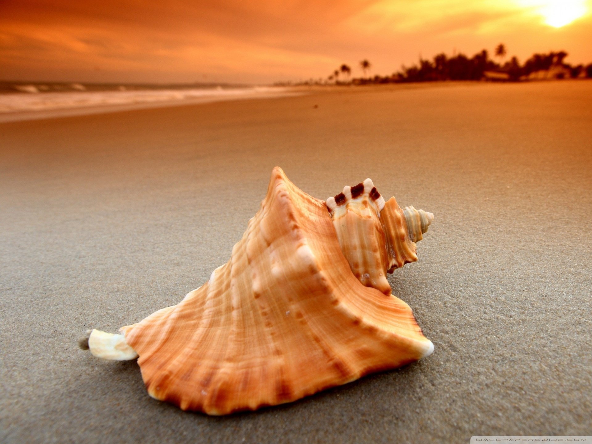 小清新,唯美,静物写真,物语,大海,海边,海螺,沙滩,贝壳