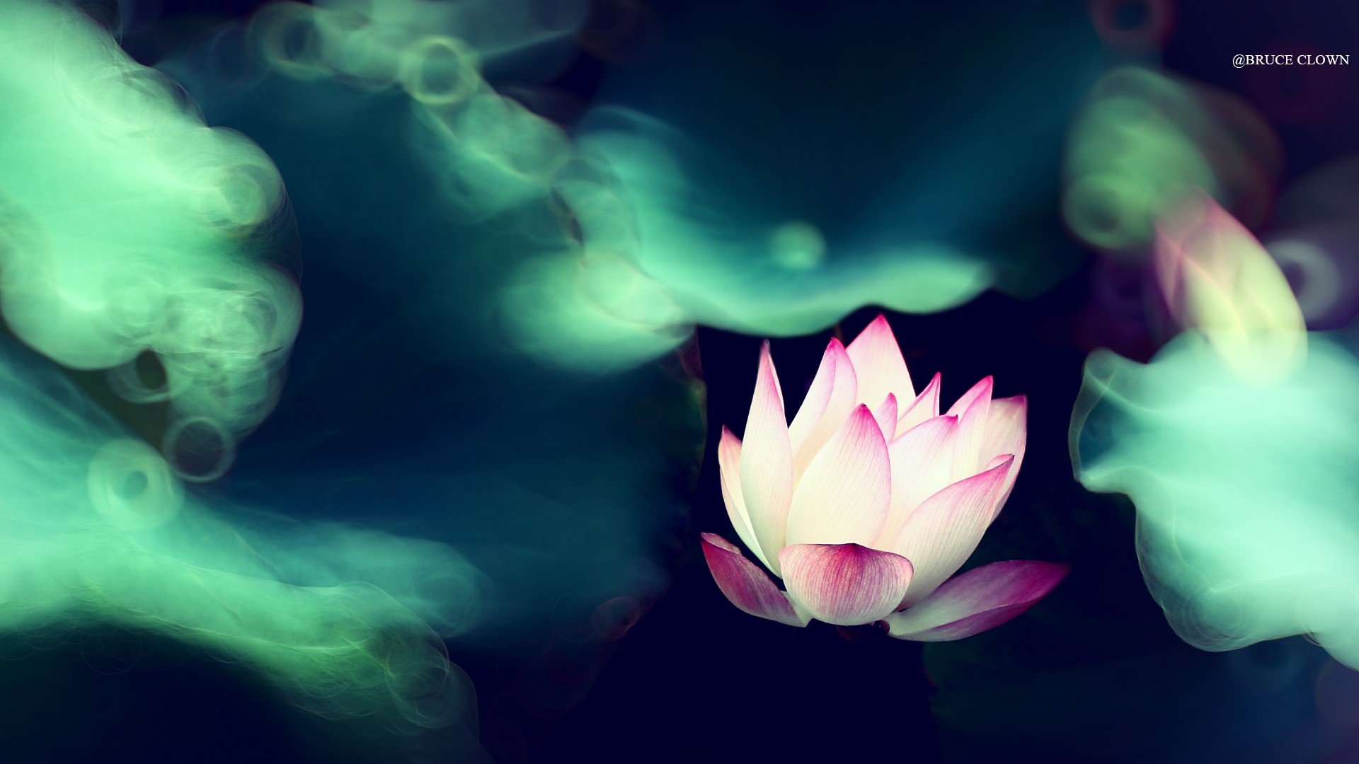 风景,自然风光,荷花,莲花