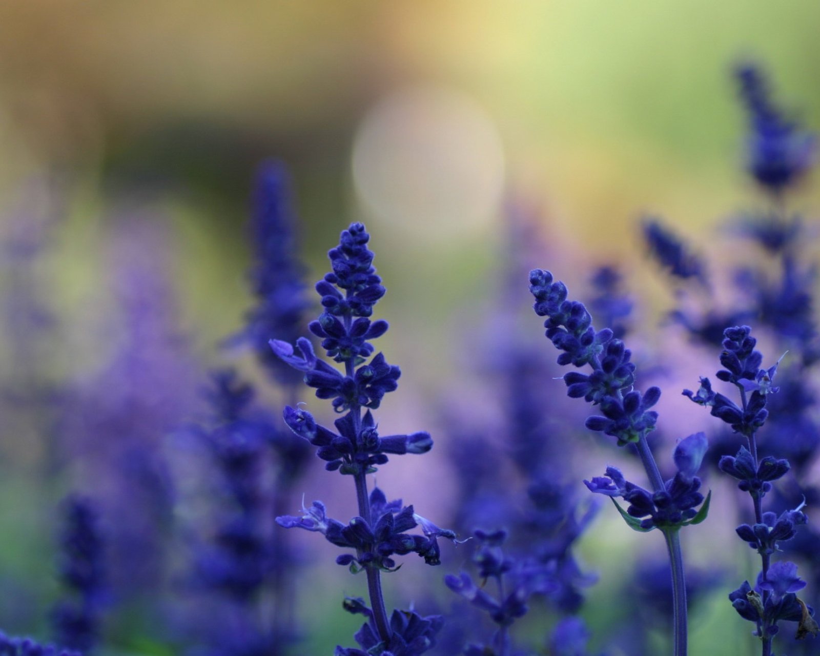 小清新,唯美,薰衣草,风景,植物,等待爱情,紫色