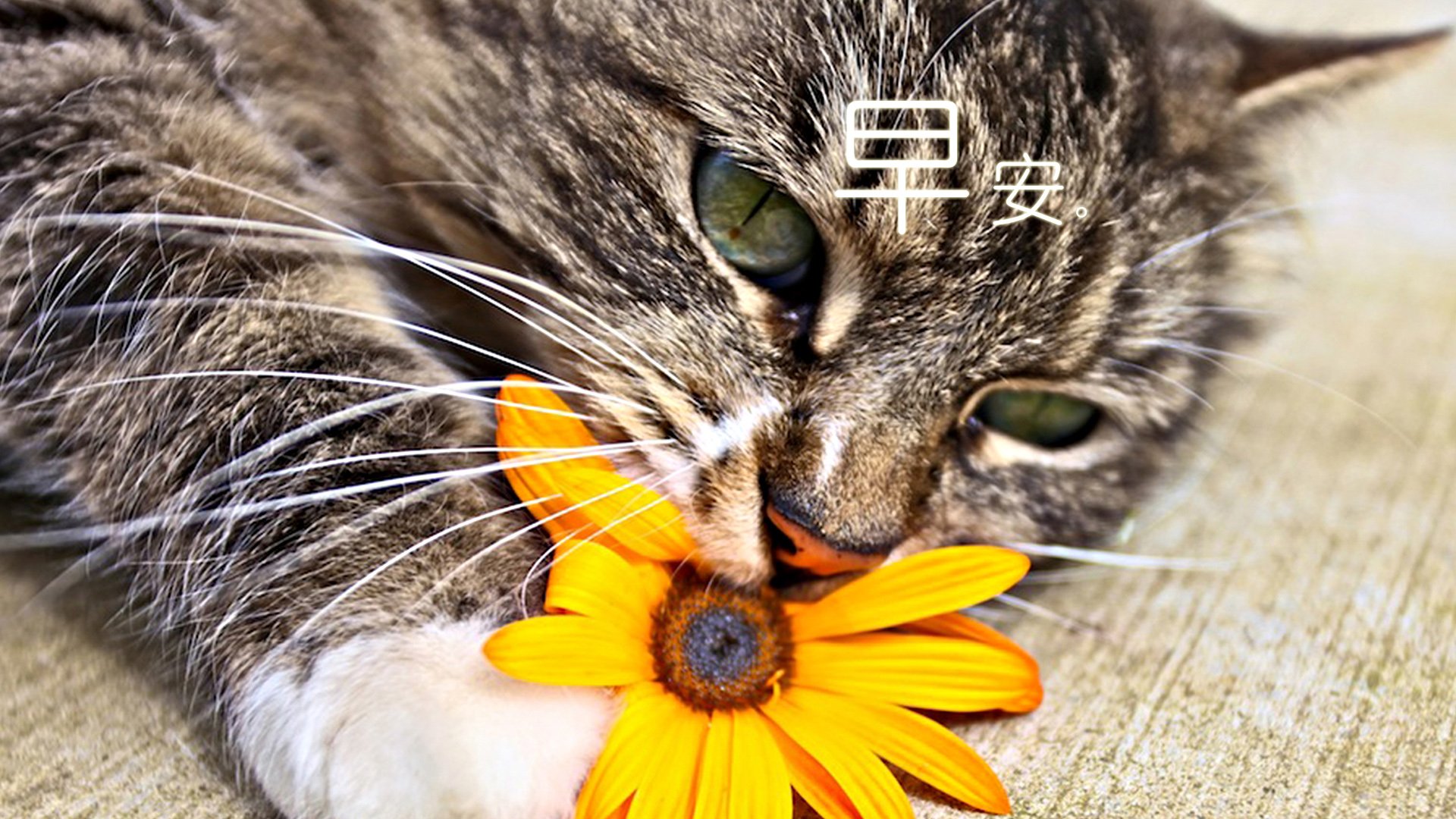 小清新,唯美,早安,温暖,温馨,幸福,喵星人,萌宠,花