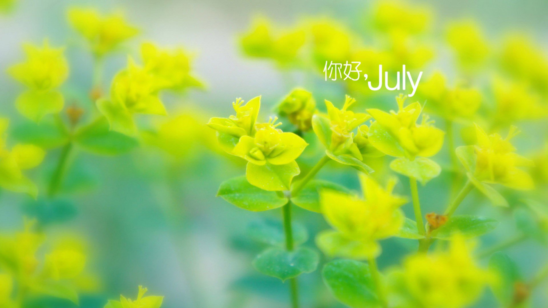 小清新,温暖,安静,七月,你好