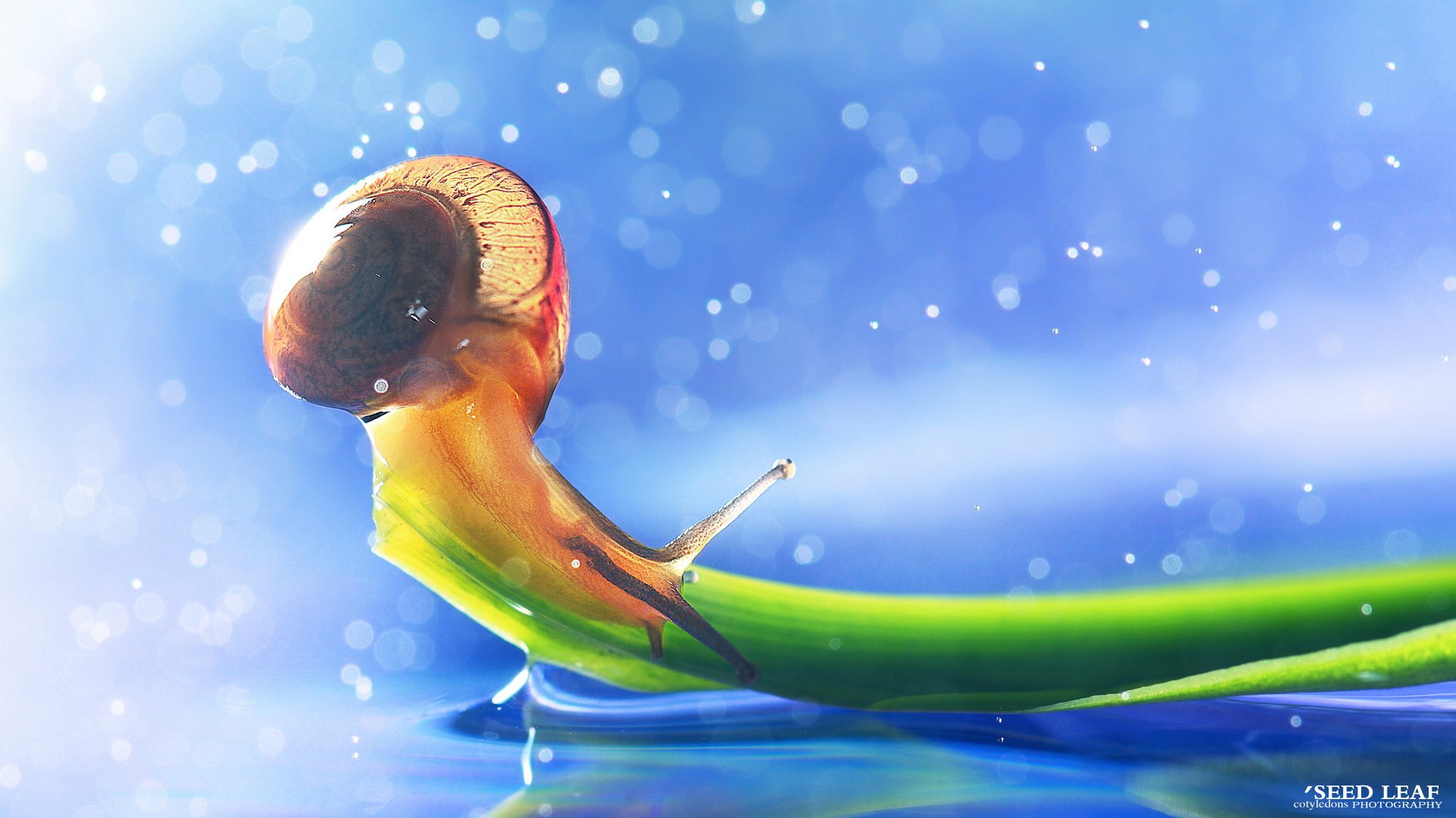 Seed,leaf摄影-蜗牛梦幻記,@SeedLeaf