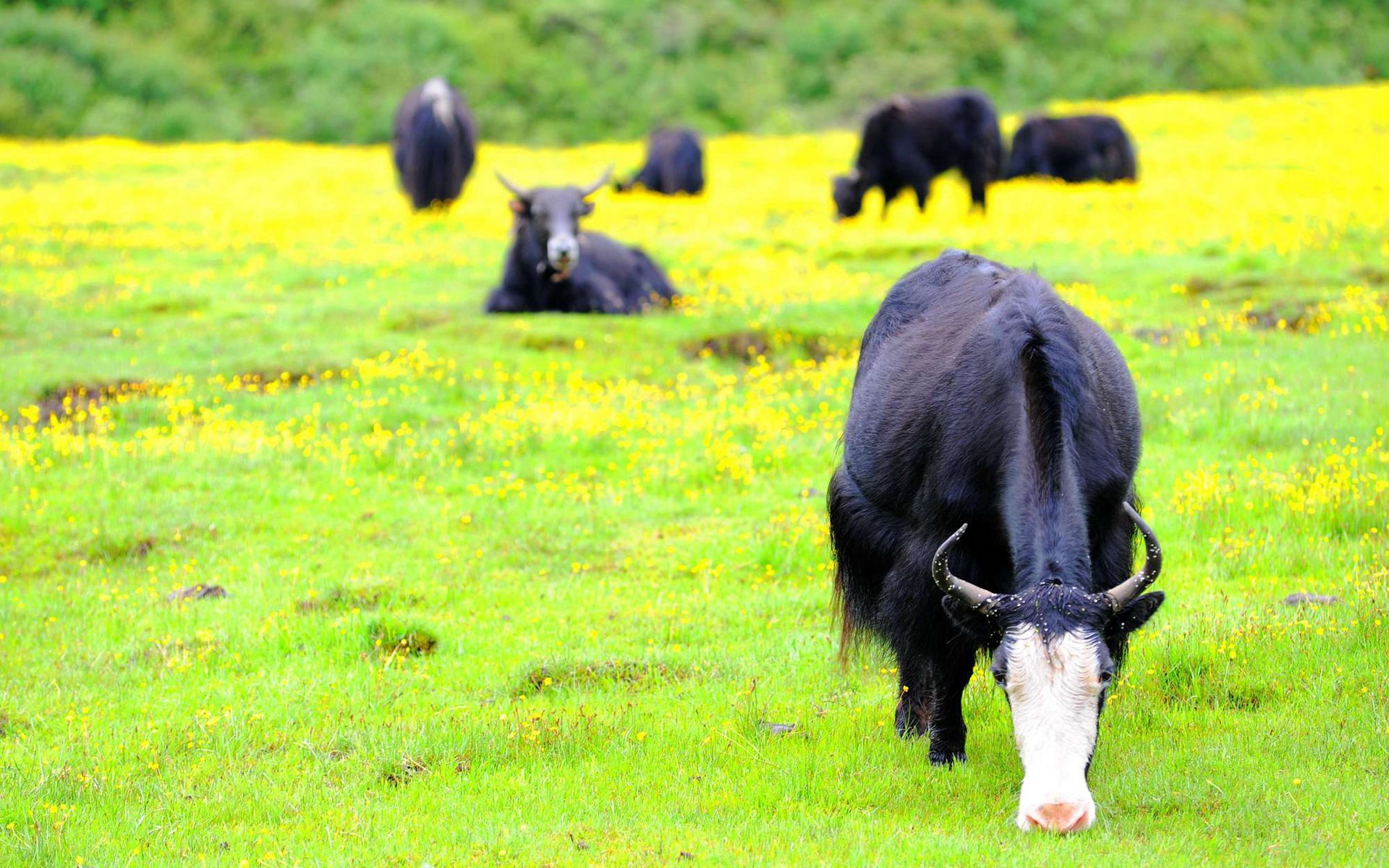 私人地理,风景,草原,摄影