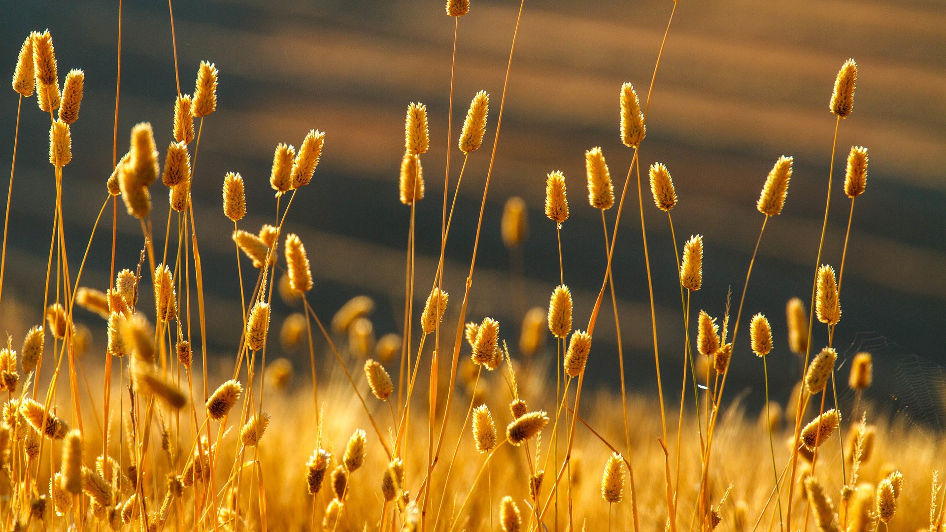 风景,自然风光,黄昏,夕阳,傍晚,落日,唯美,意境,落日余晖