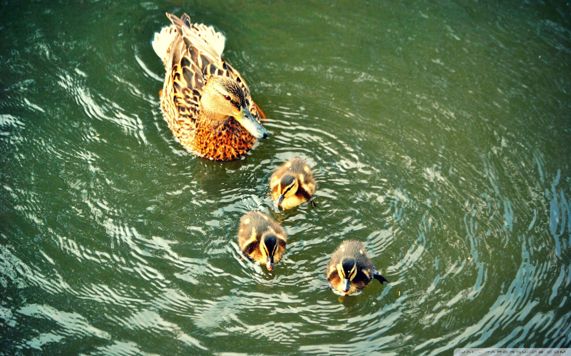 动物,野生动物,大自然,鸭子,戏水