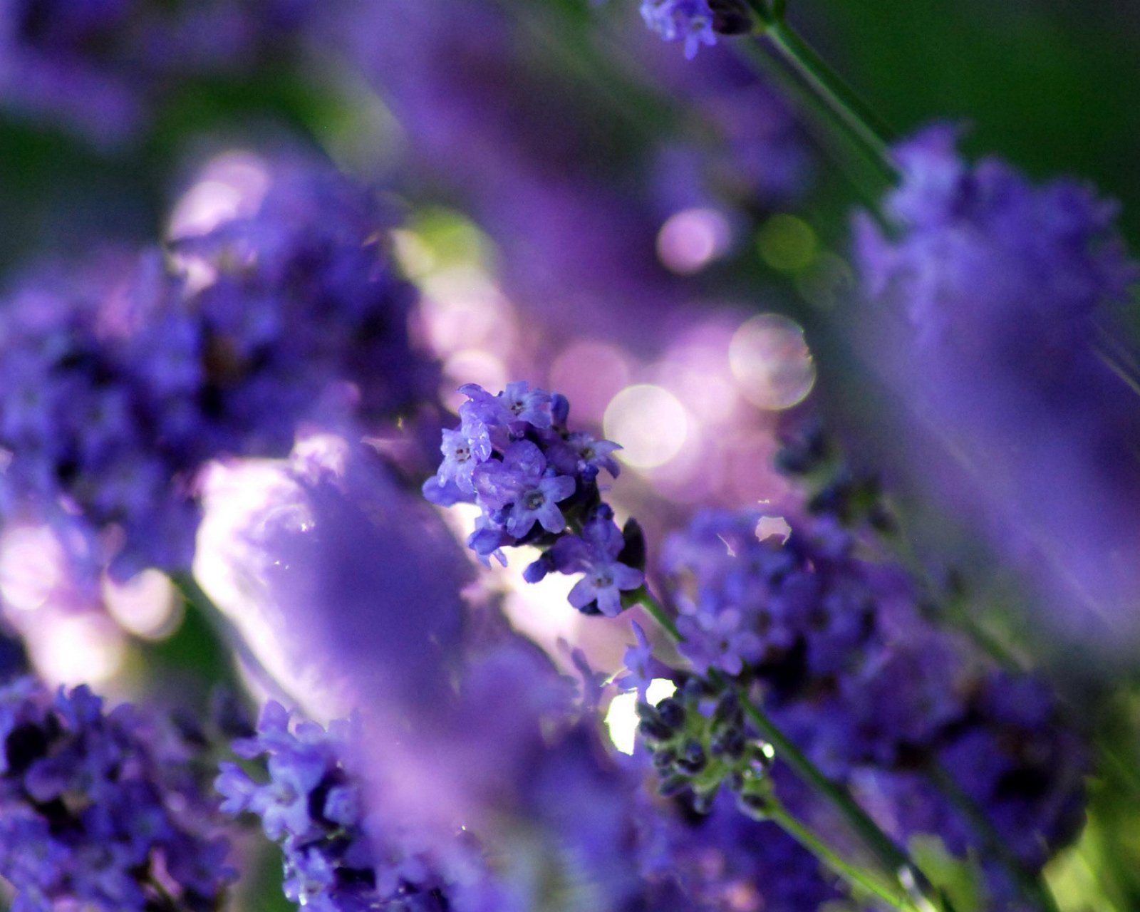 小清新,唯美,薰衣草,风景,植物,等待爱情,紫色