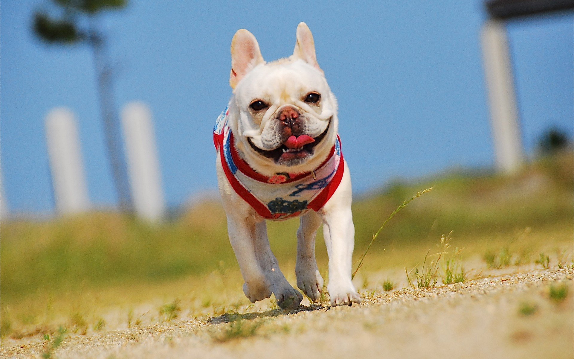 萌宠,动物,萌,可爱,宠物,古灵精怪,卖萌图,狗,汪星人