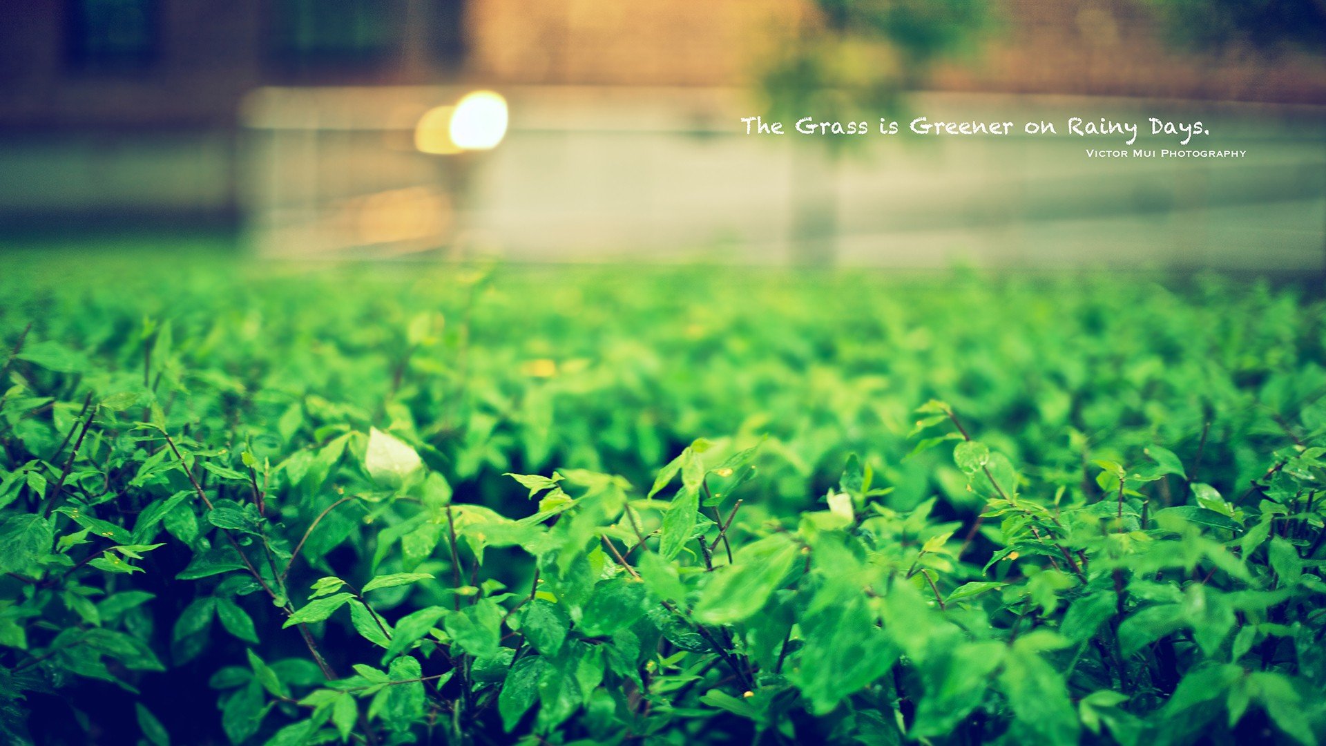小清新,唯美,温馨,安静,绿色养眼,植物