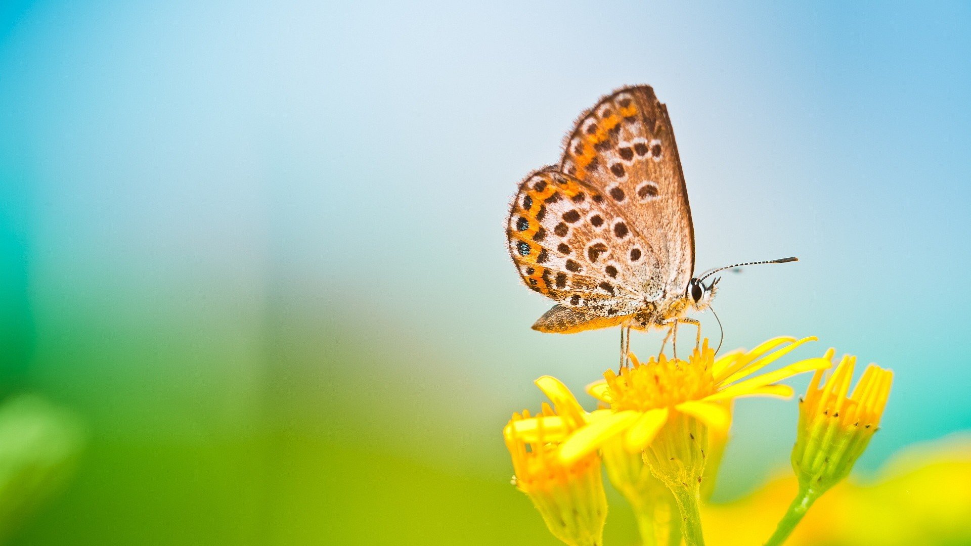 小清新,唯美,温馨,安静,蝴蝶,春天