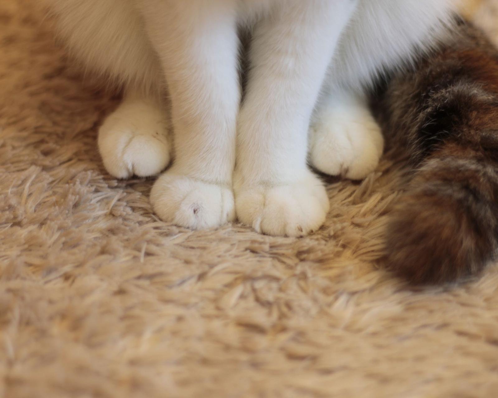 动物,萌宠,喵星人,猫咪,猫爪