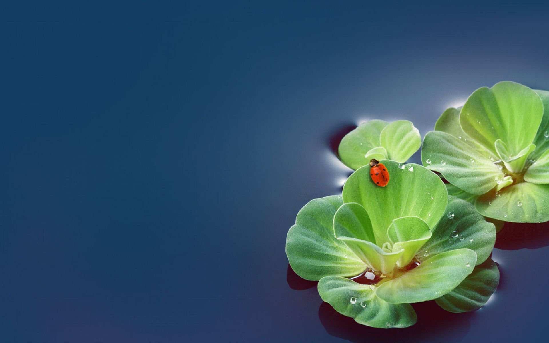 风景,自然风光,荷花,莲花