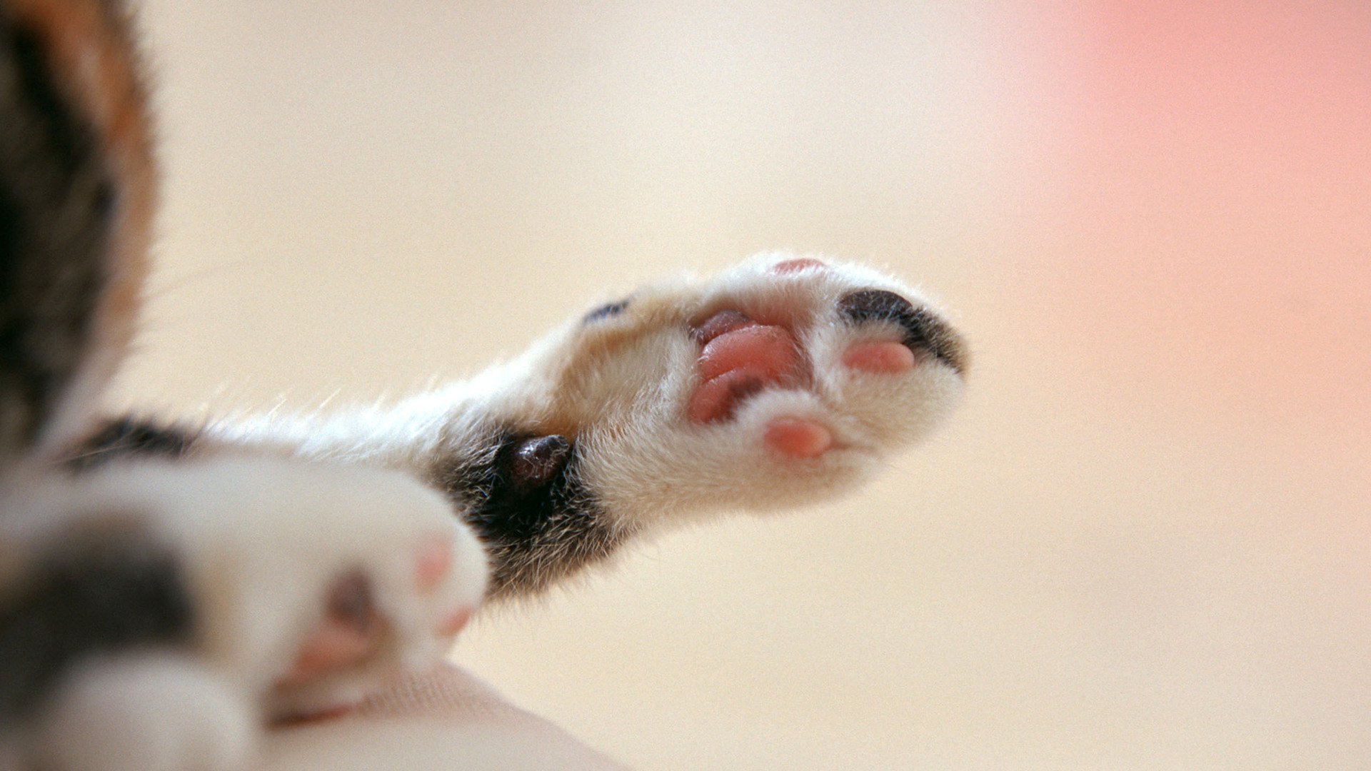 动物,萌宠,喵星人,猫咪,猫爪