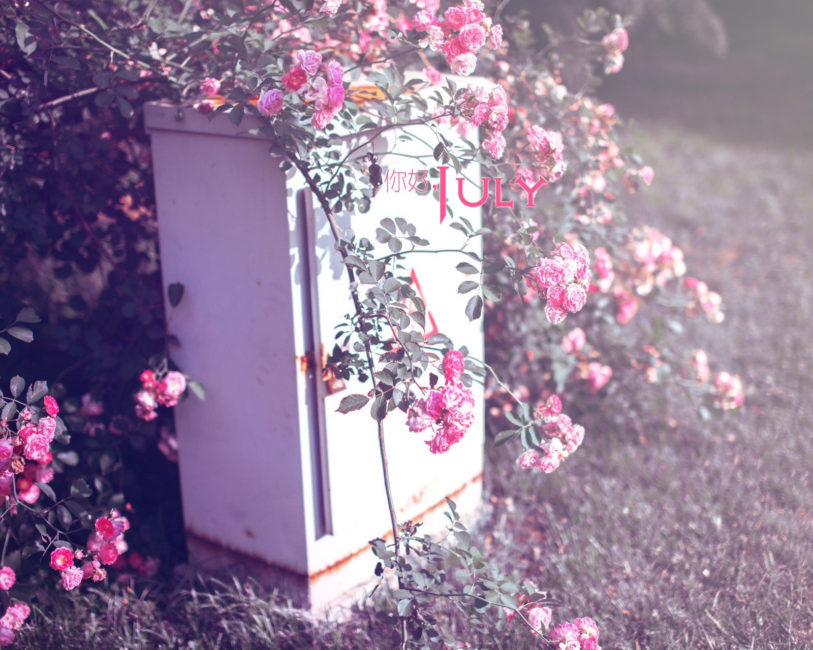 小清新,温暖,安静,七月,你好