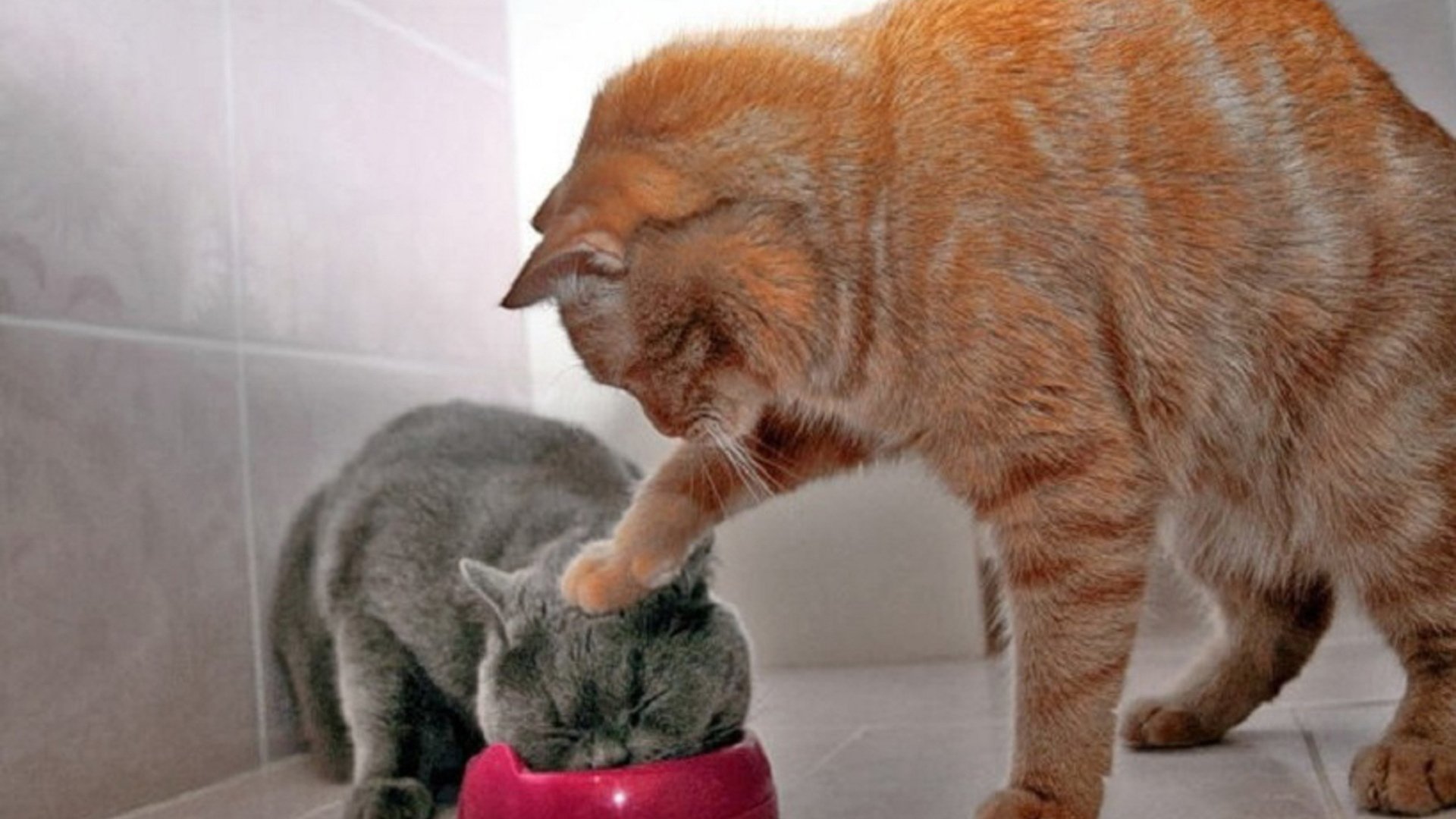 动物,萌宠,喵星人,猫咪