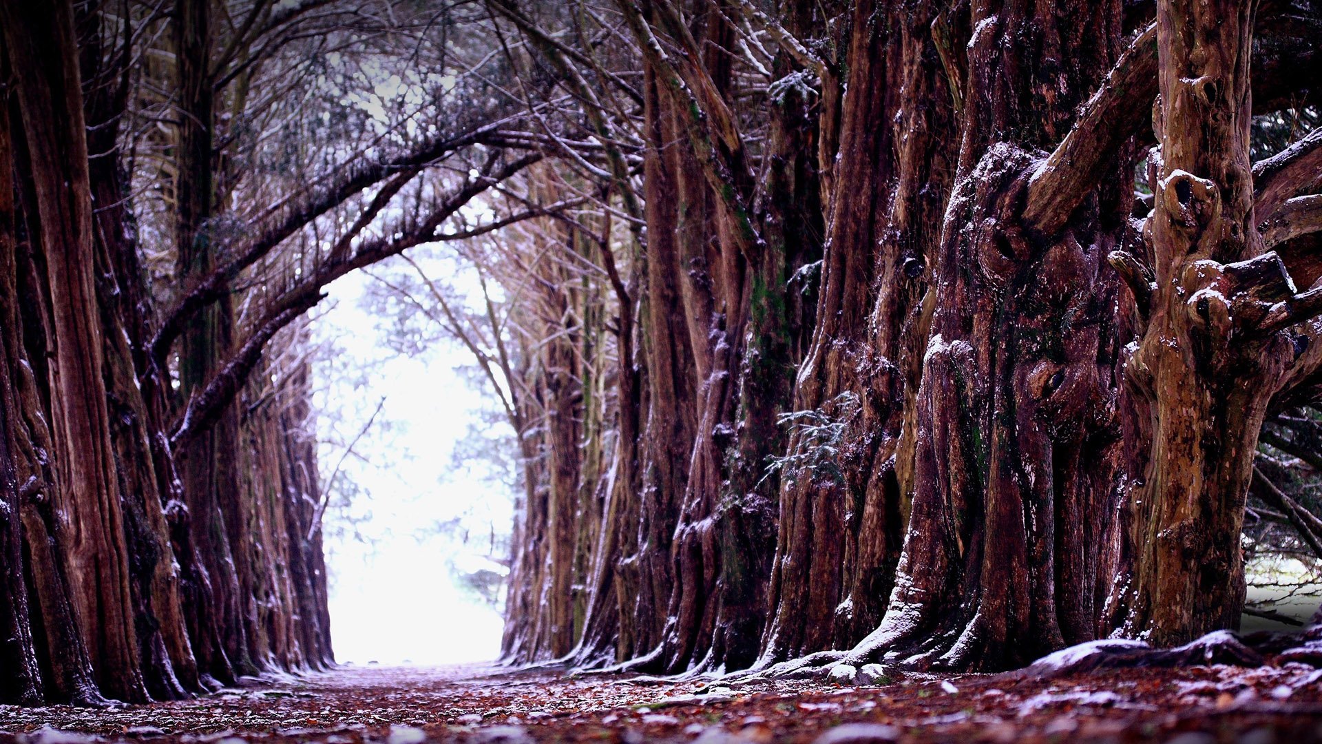 风景,自然风光,意境,炎炎夏日,雪,树林