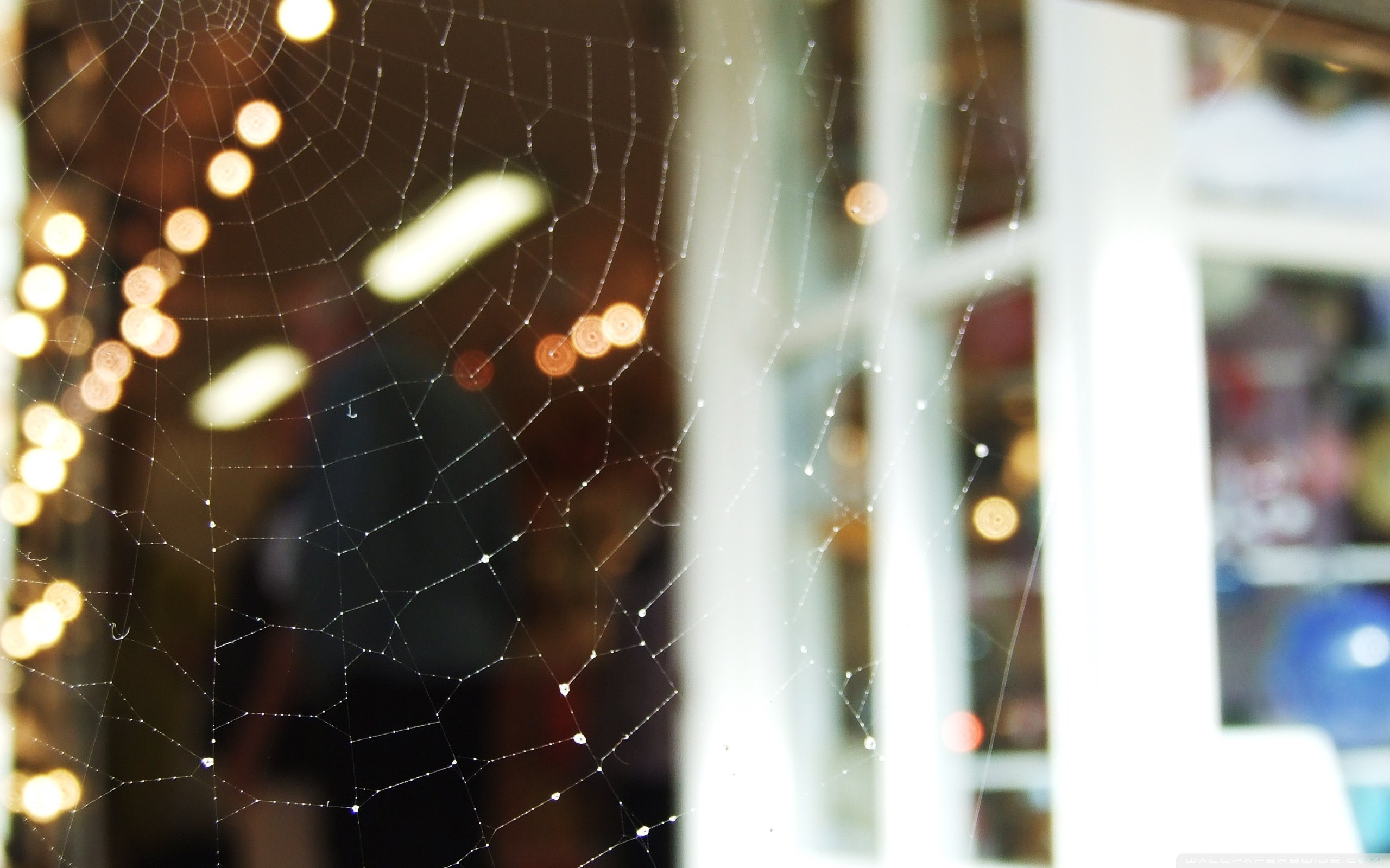 风景,自然风光,夏季,蛛丝,网,蛛网