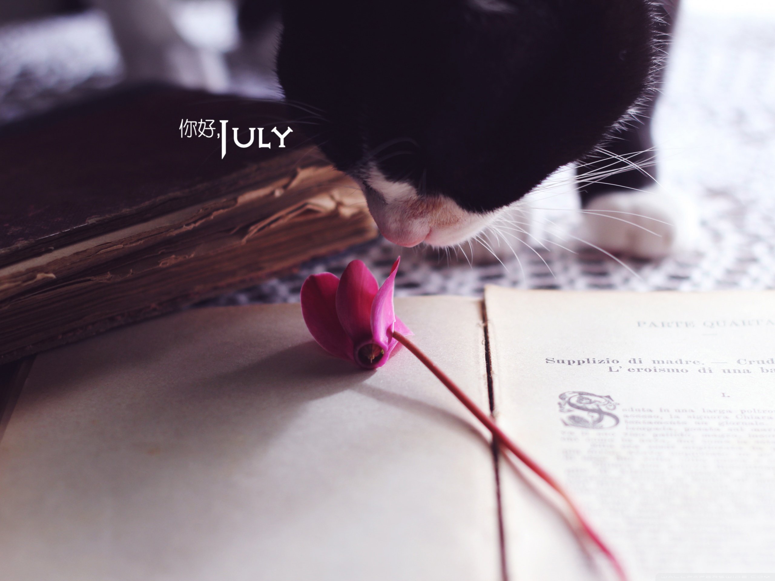 小清新,温暖,安静,七月,你好