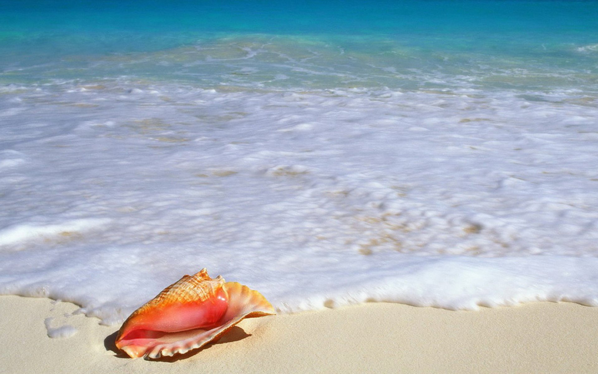 小清新,唯美,静物写真,物语,大海,海边,海螺,沙滩,贝壳