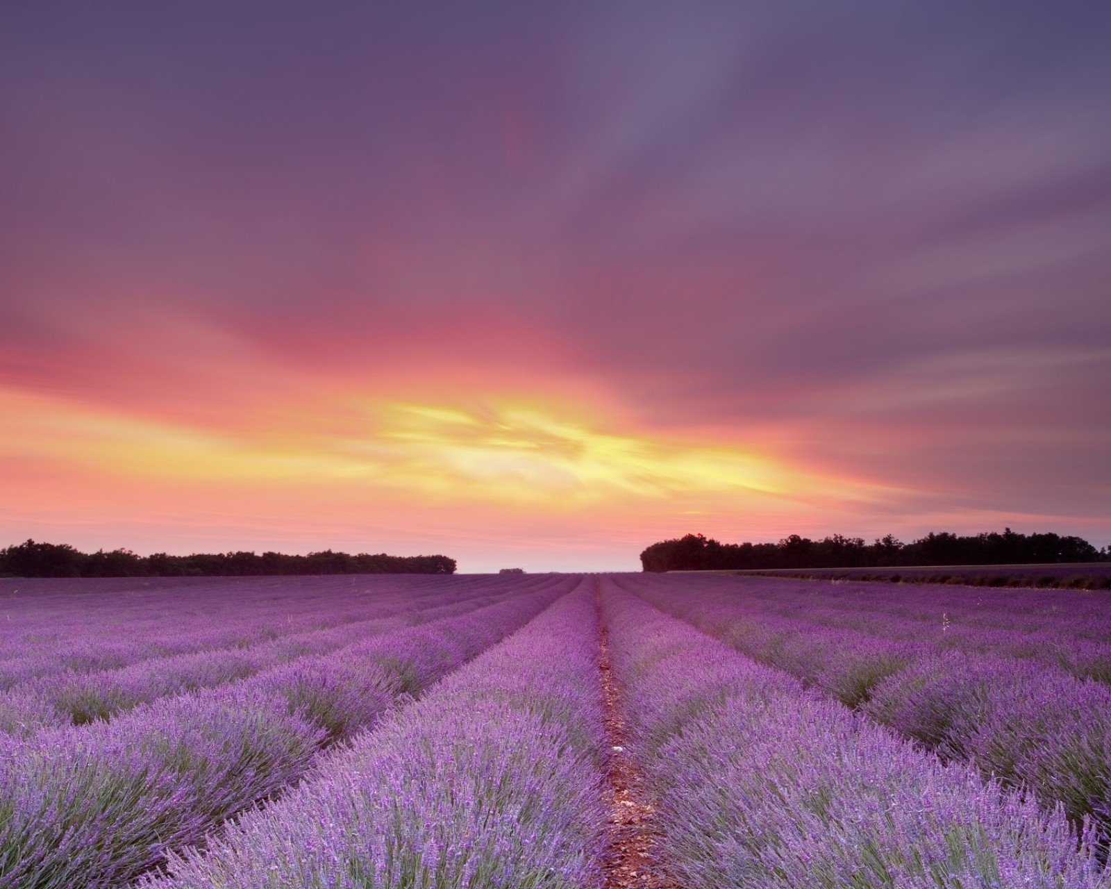 小清新,唯美,薰衣草,风景,植物,等待爱情,紫色