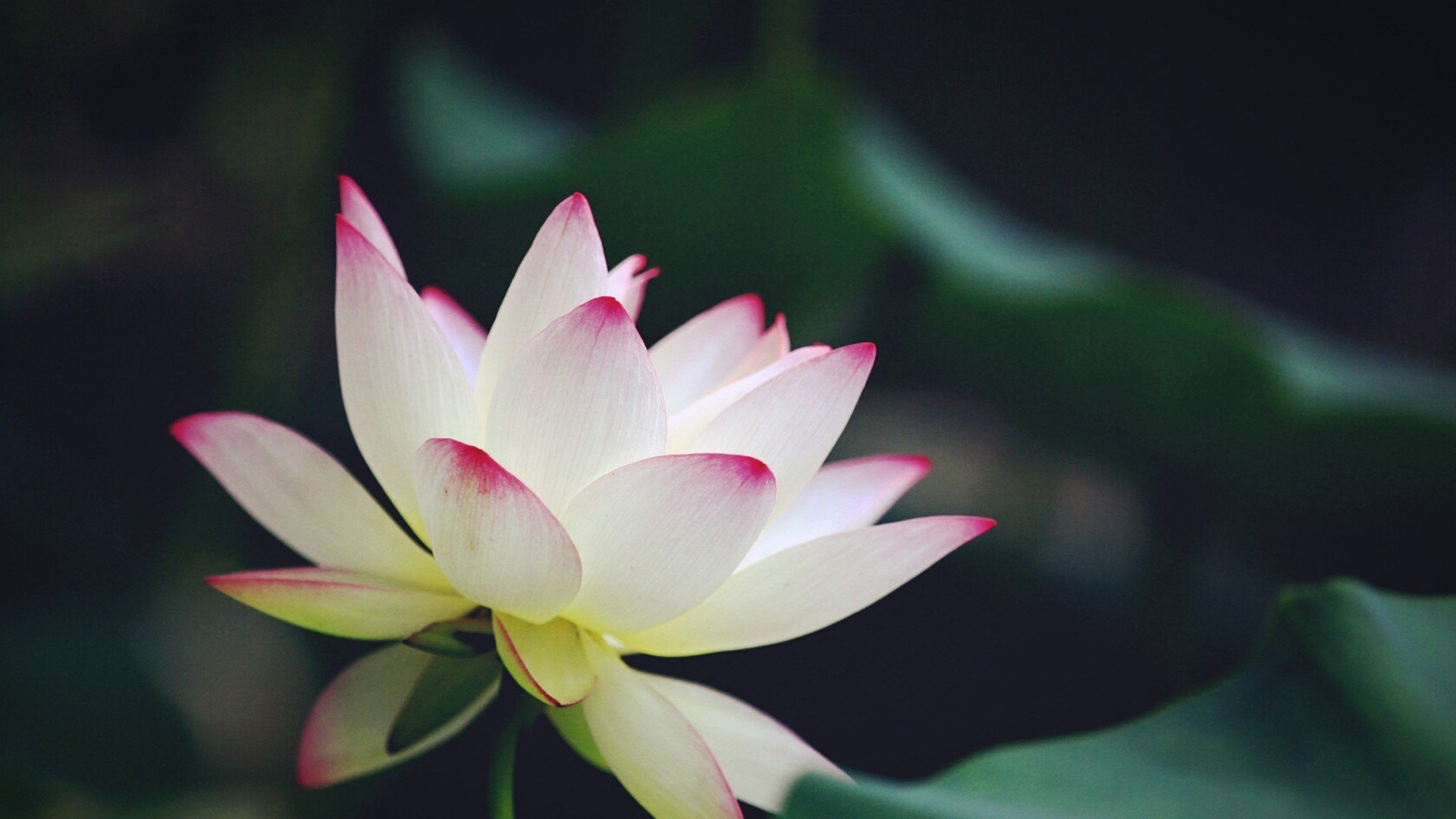 风景,自然风光,荷花,莲花