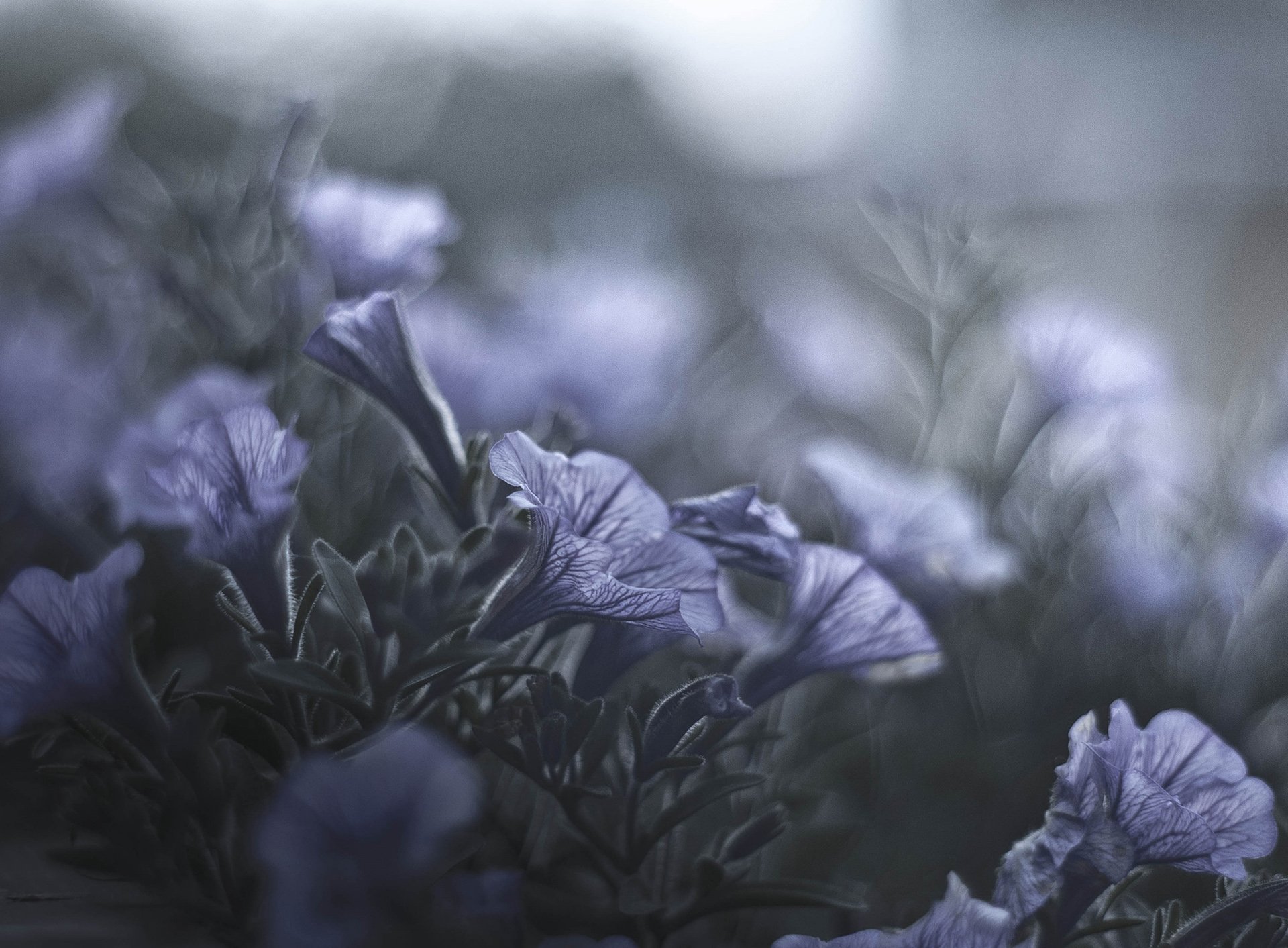 小清新,唯美,温馨,安静,花