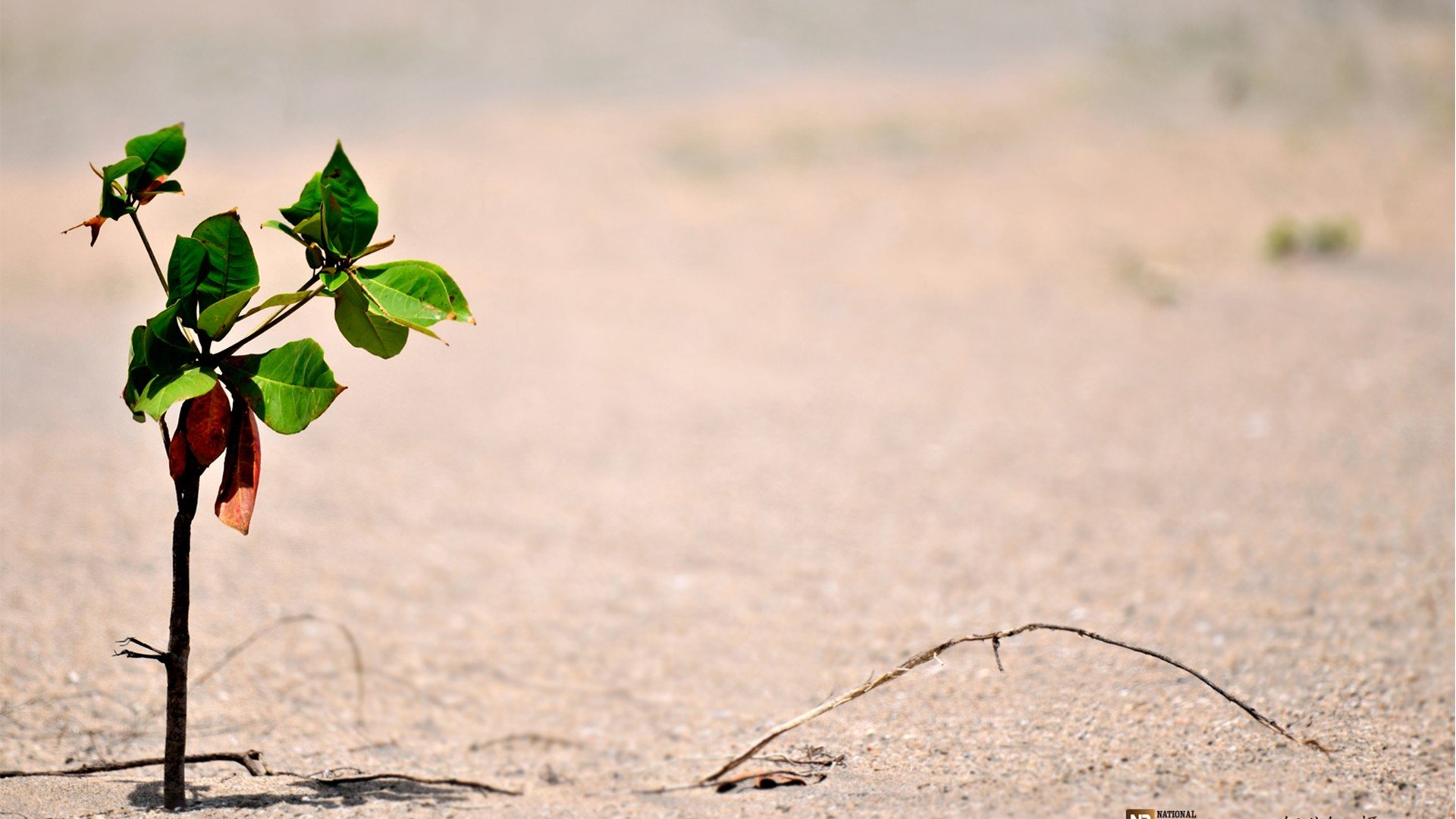 小清新,唯美,干枯,生命,坚强,顽强