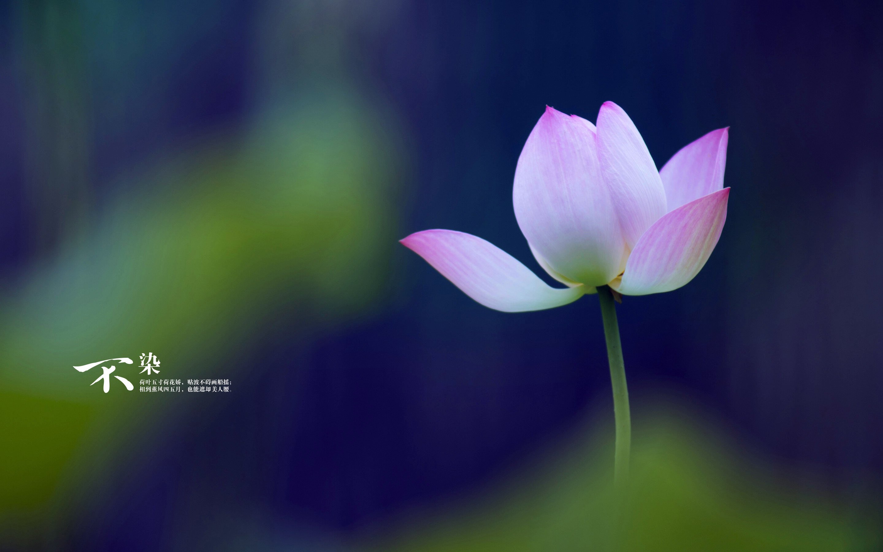 风景,自然风光,荷花,莲花