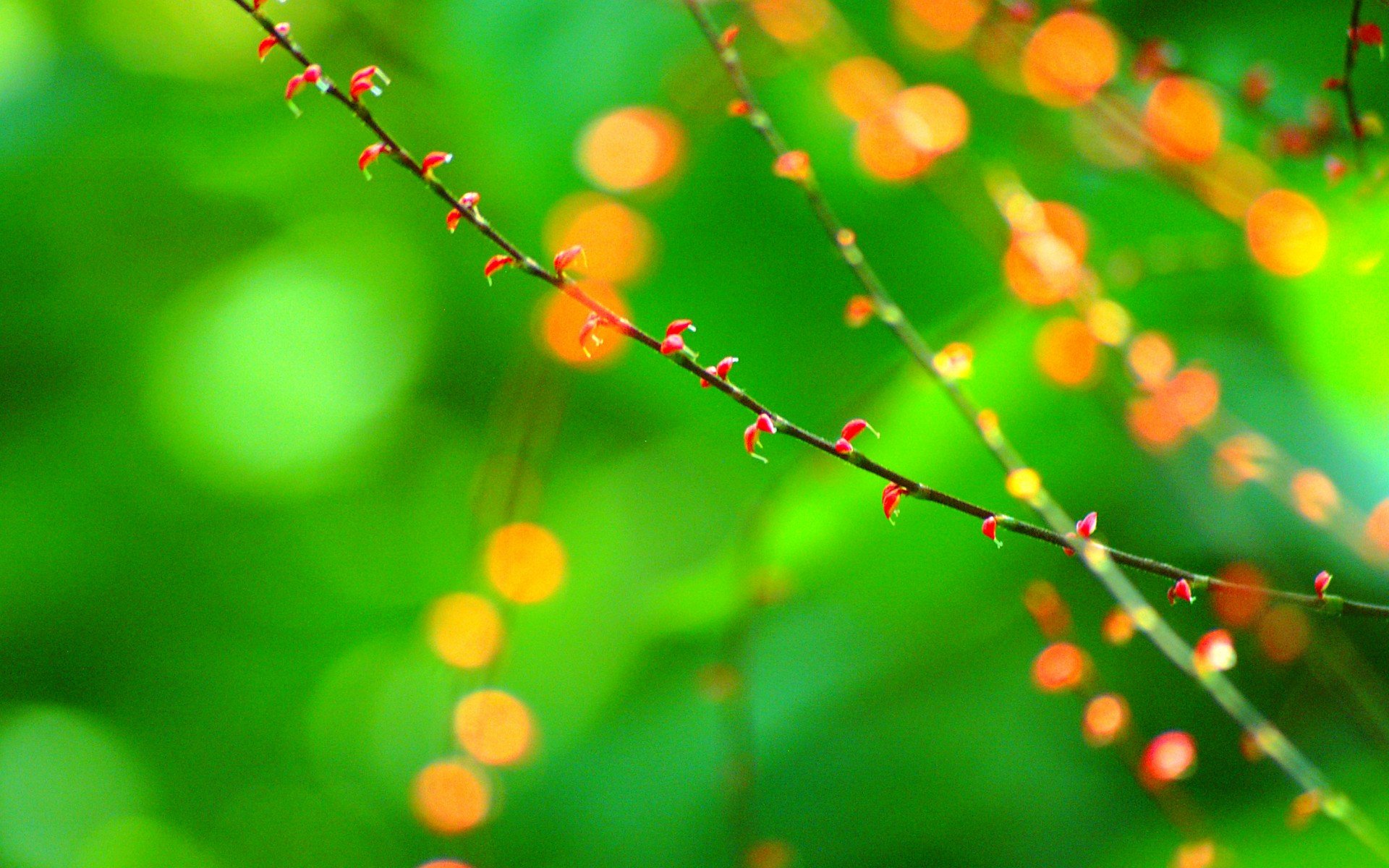 小清新,唯美,温馨,安静,绿色养眼,植物