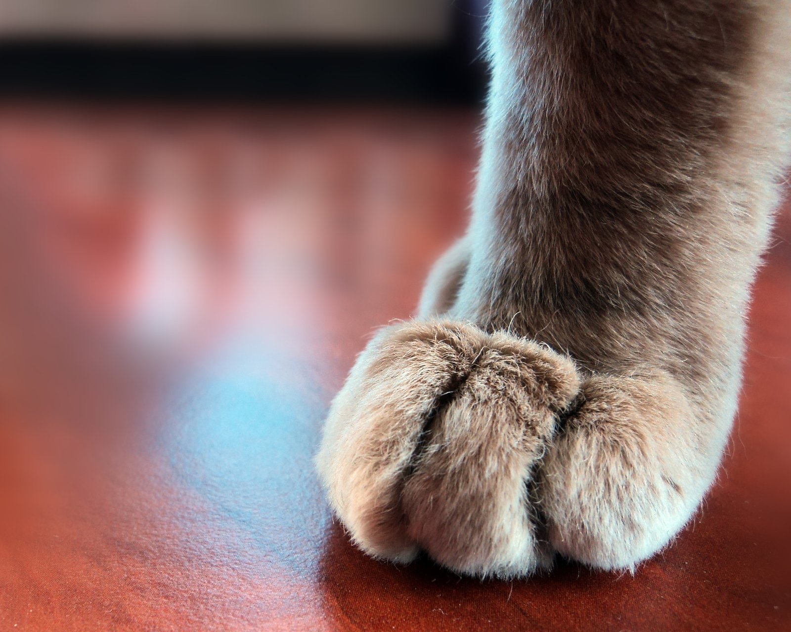 动物,萌宠,喵星人,猫咪,猫爪