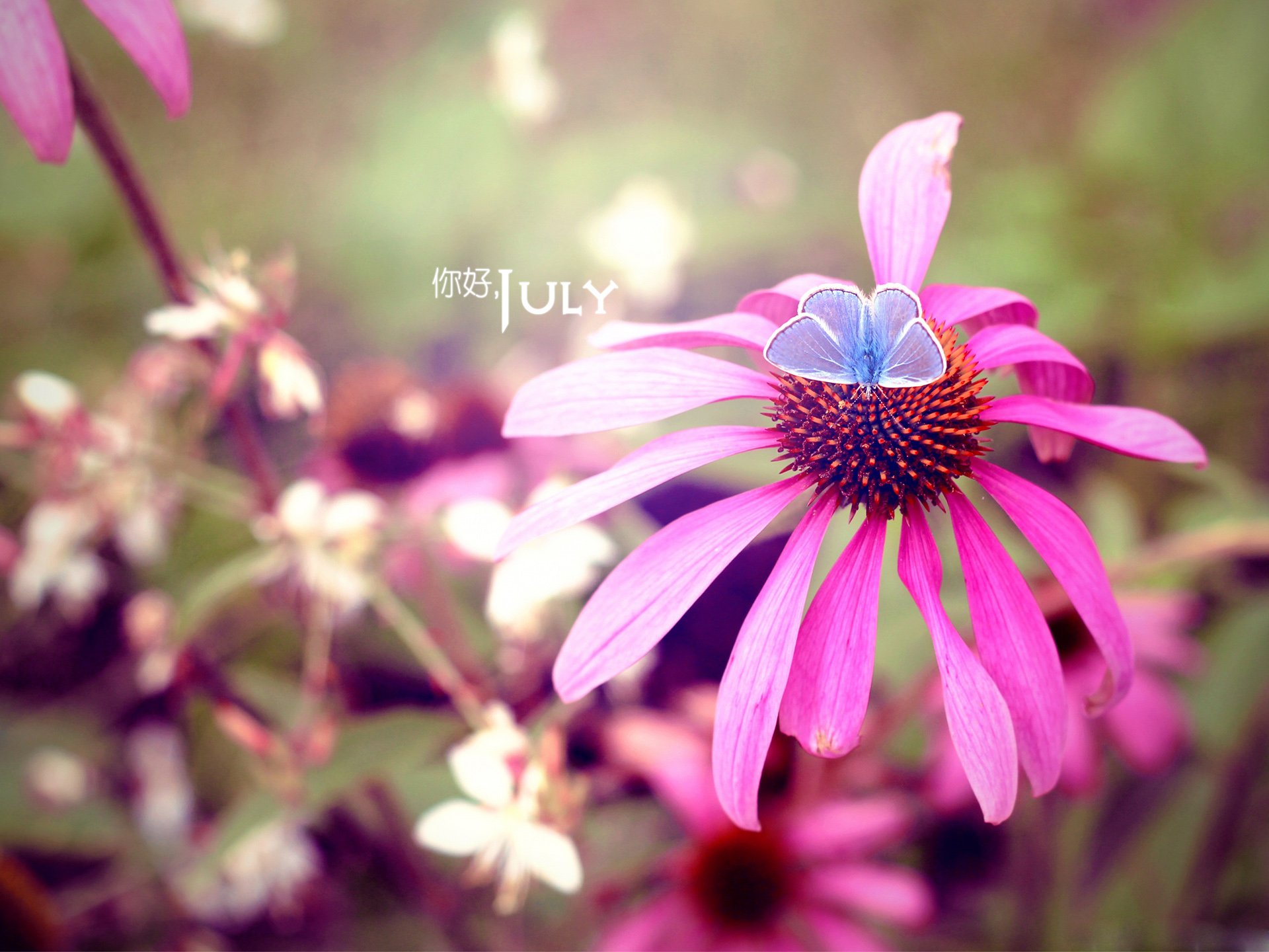 小清新,温暖,安静,七月,你好