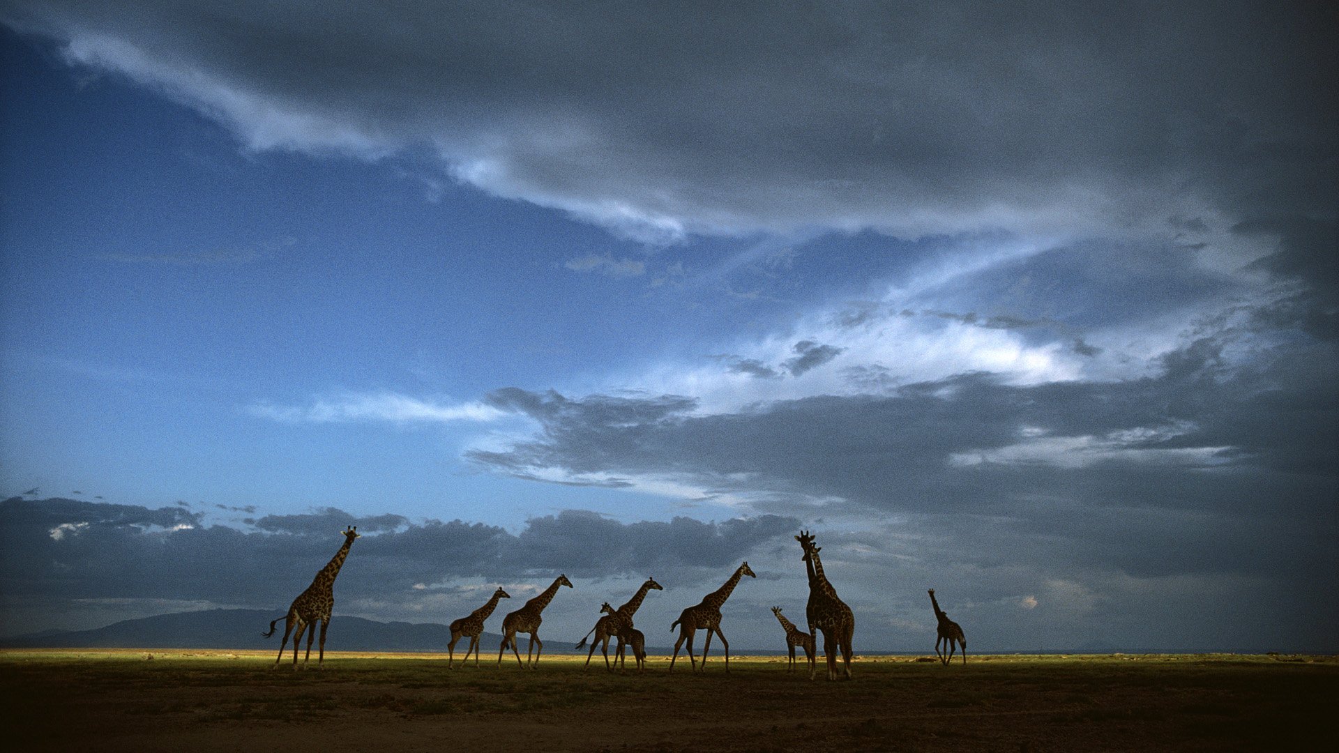 动物,野生动物,长颈鹿