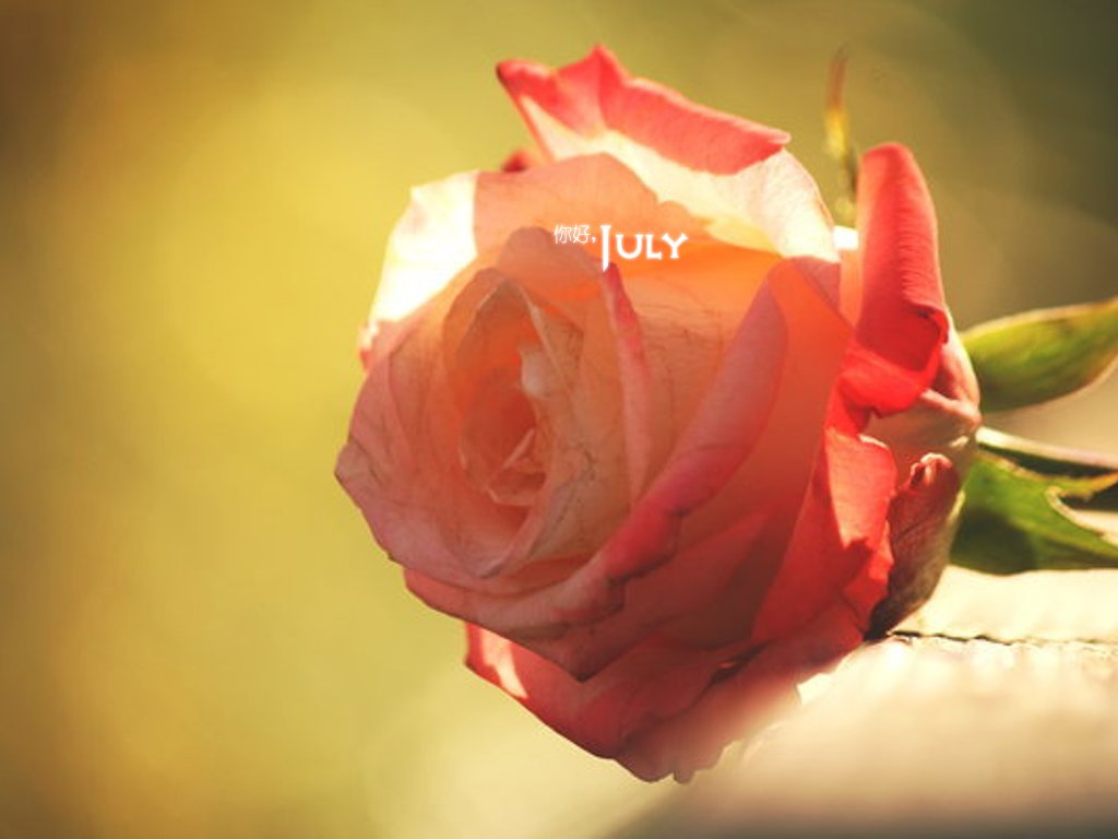 小清新,温暖,安静,七月,你好