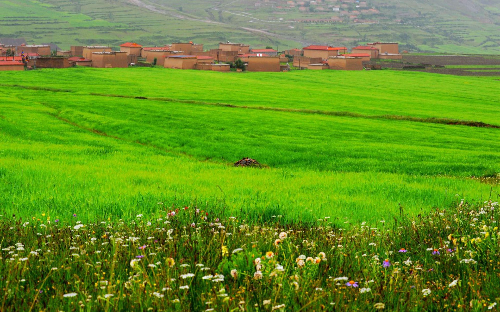 私人地理,风景,草原,摄影