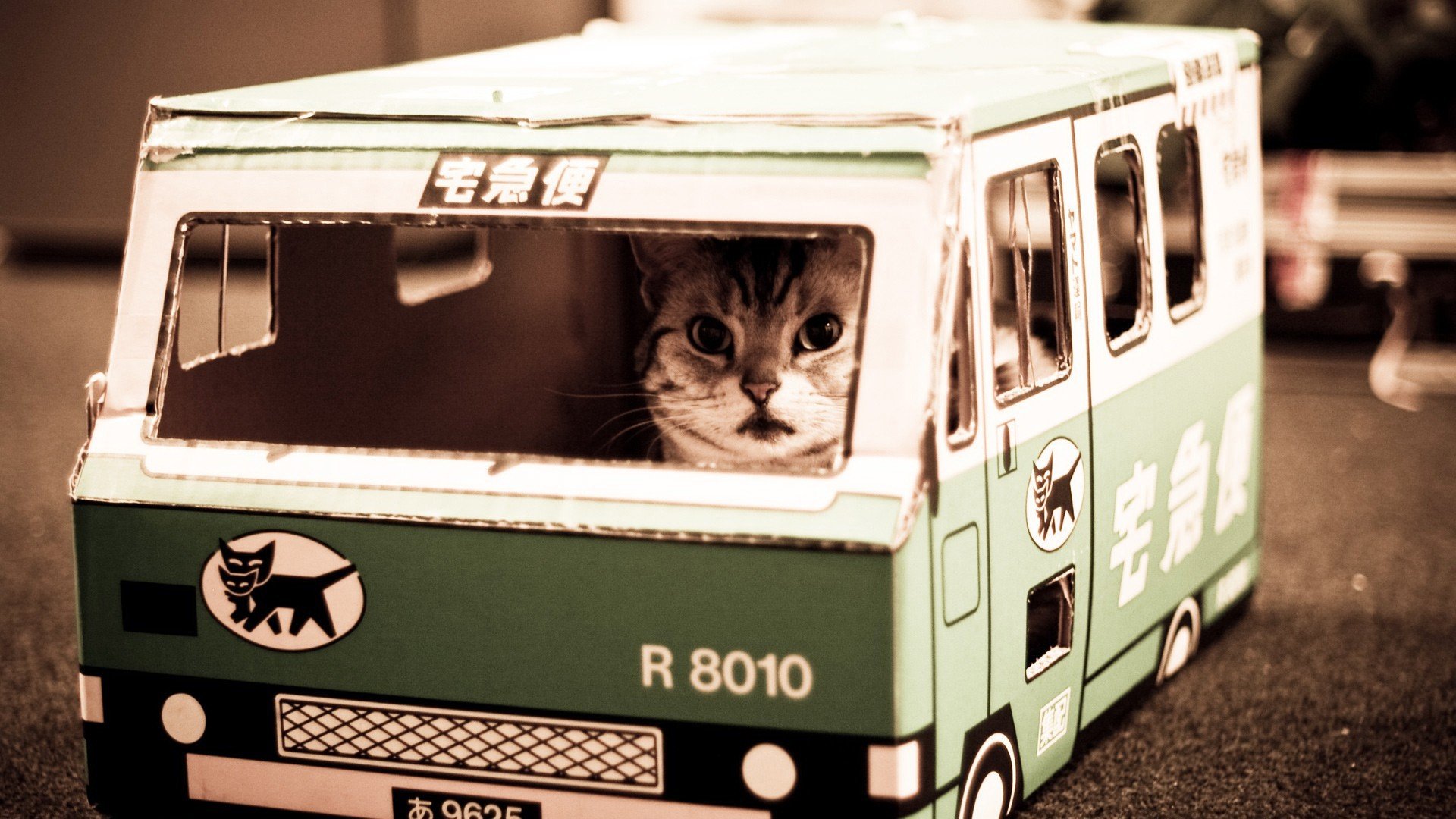 萌宠,动物,萌,可爱,宠物,古灵精怪,卖萌图,猫,喵星人