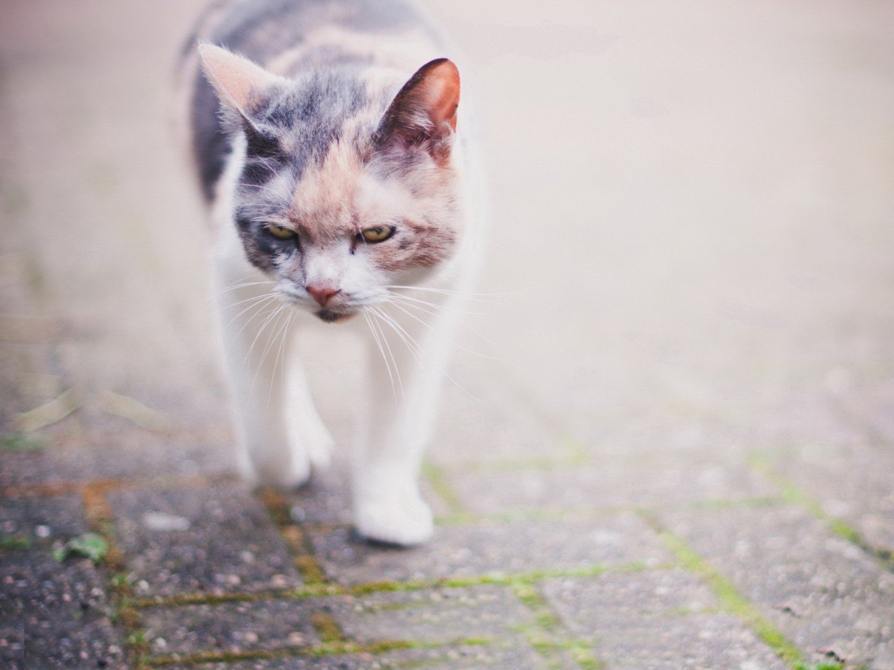 萌宠,动物,萌,可爱,宠物,古灵精怪,卖萌图,猫,喵星人