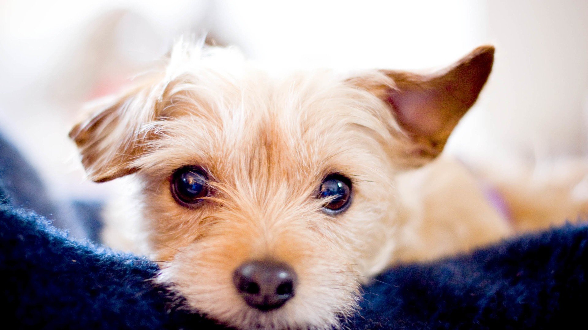 萌宠,动物,萌,可爱,宠物,古灵精怪,卖萌图,狗,汪星人