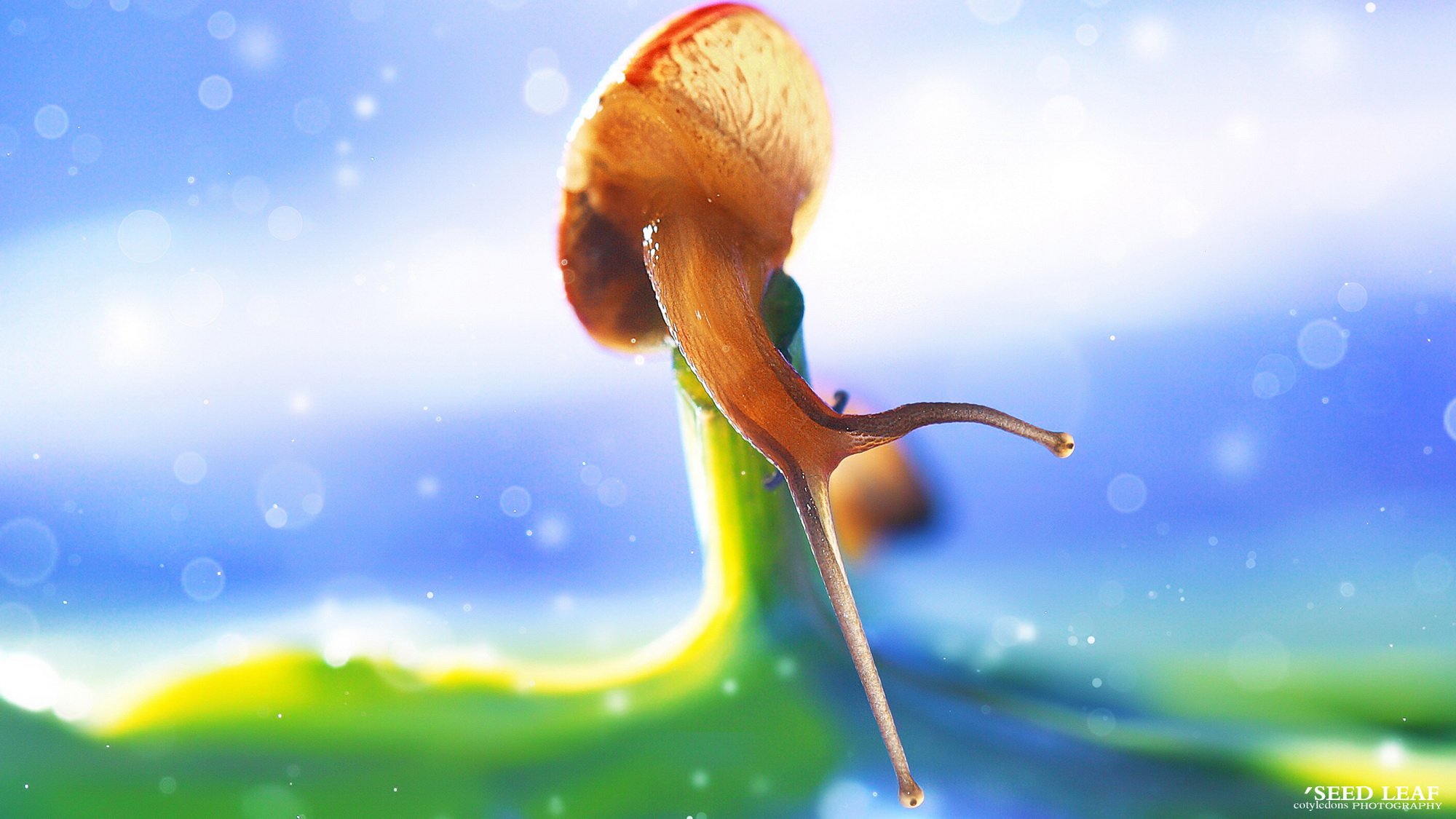 Seed,leaf摄影-蜗牛梦幻記,@SeedLeaf