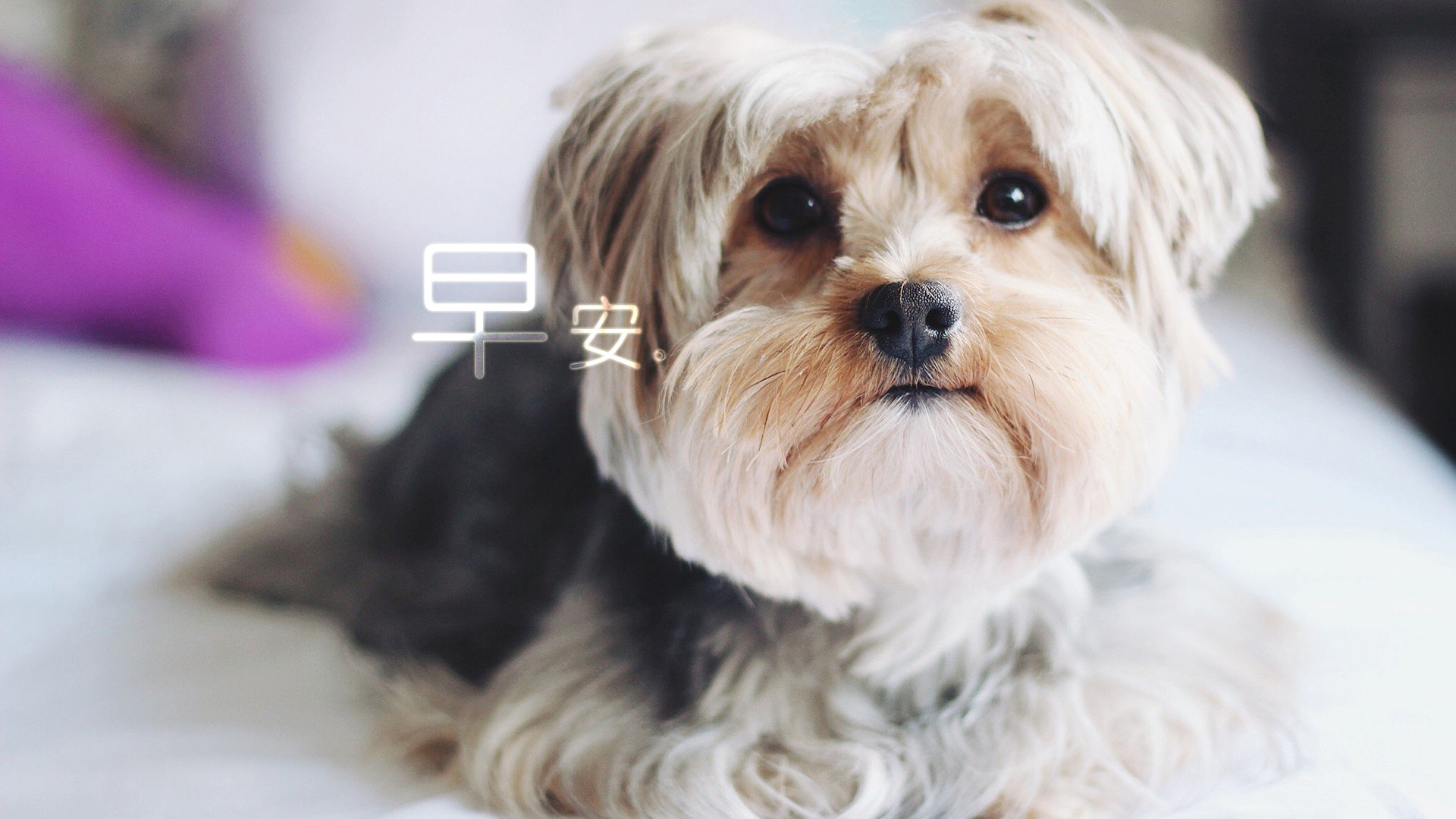 小清新,唯美,早安,温暖,温馨,幸福,狗狗,汪星人