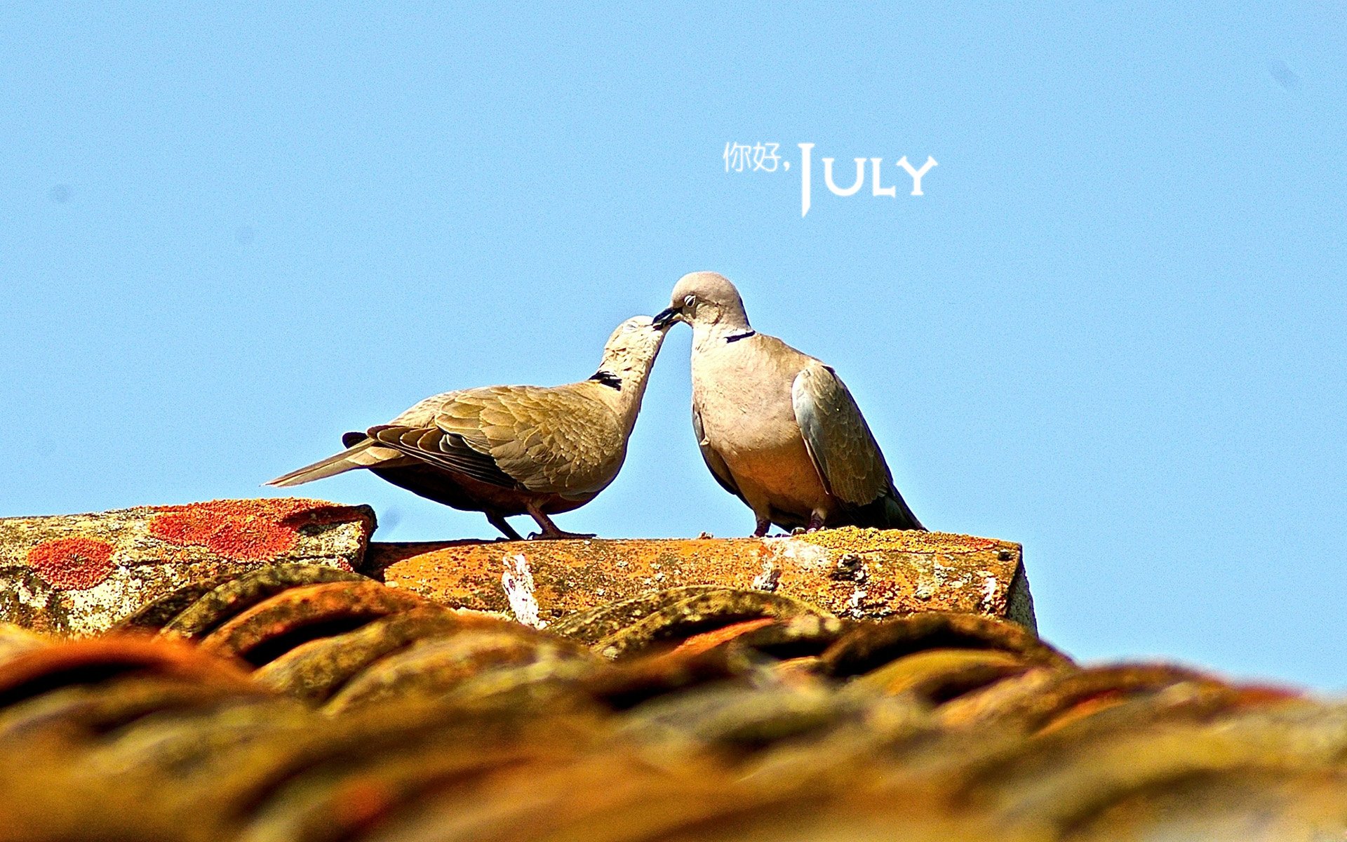 小清新,温暖,安静,七月,你好